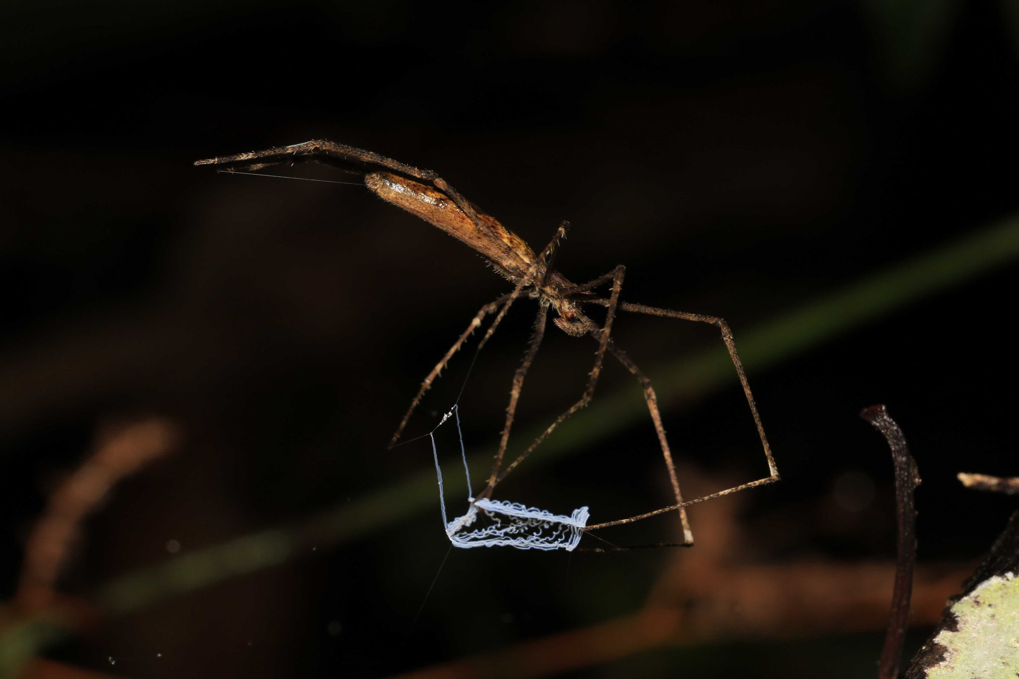 Deinopis sp