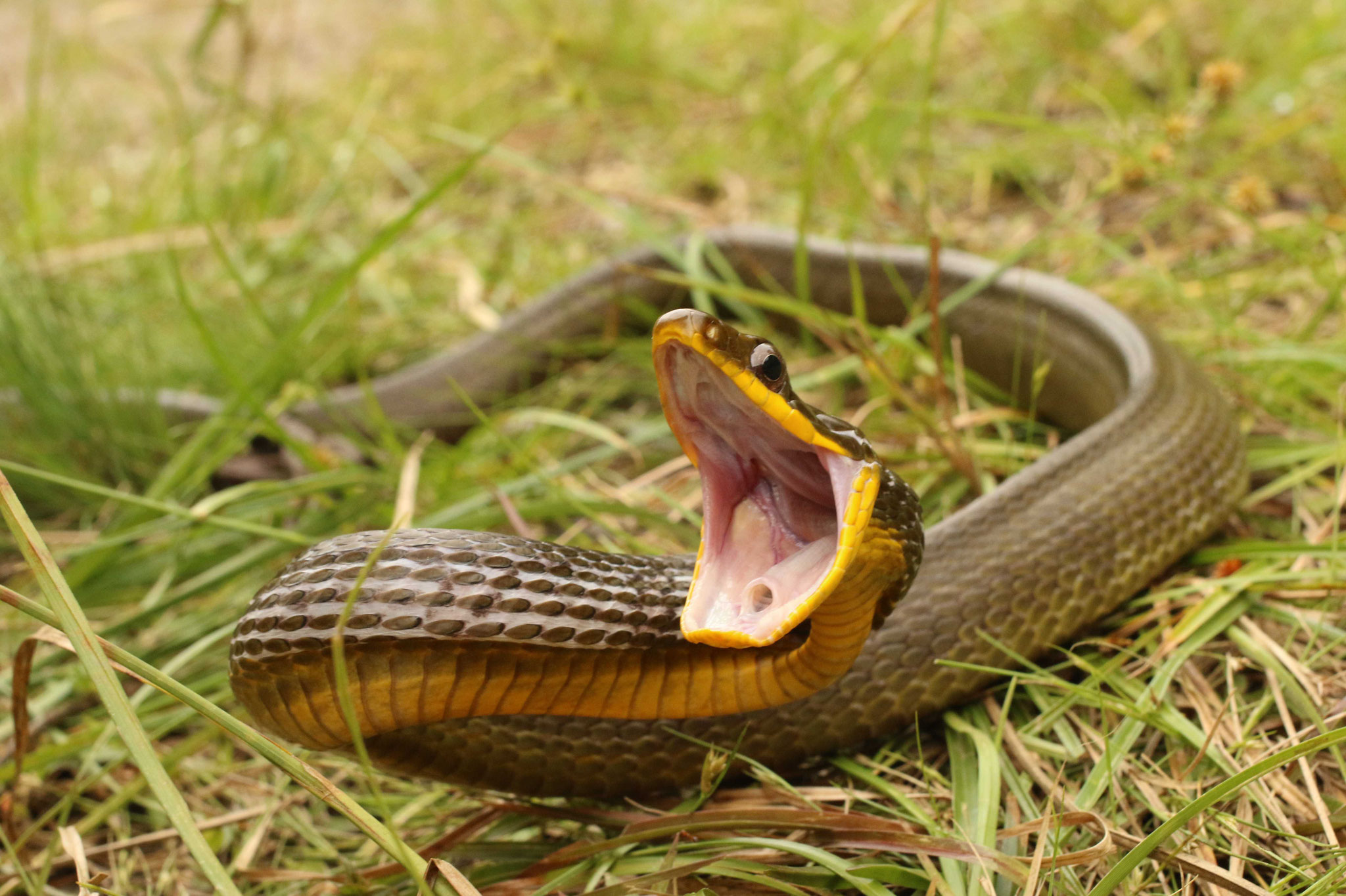 Phrynonax poecilonotus