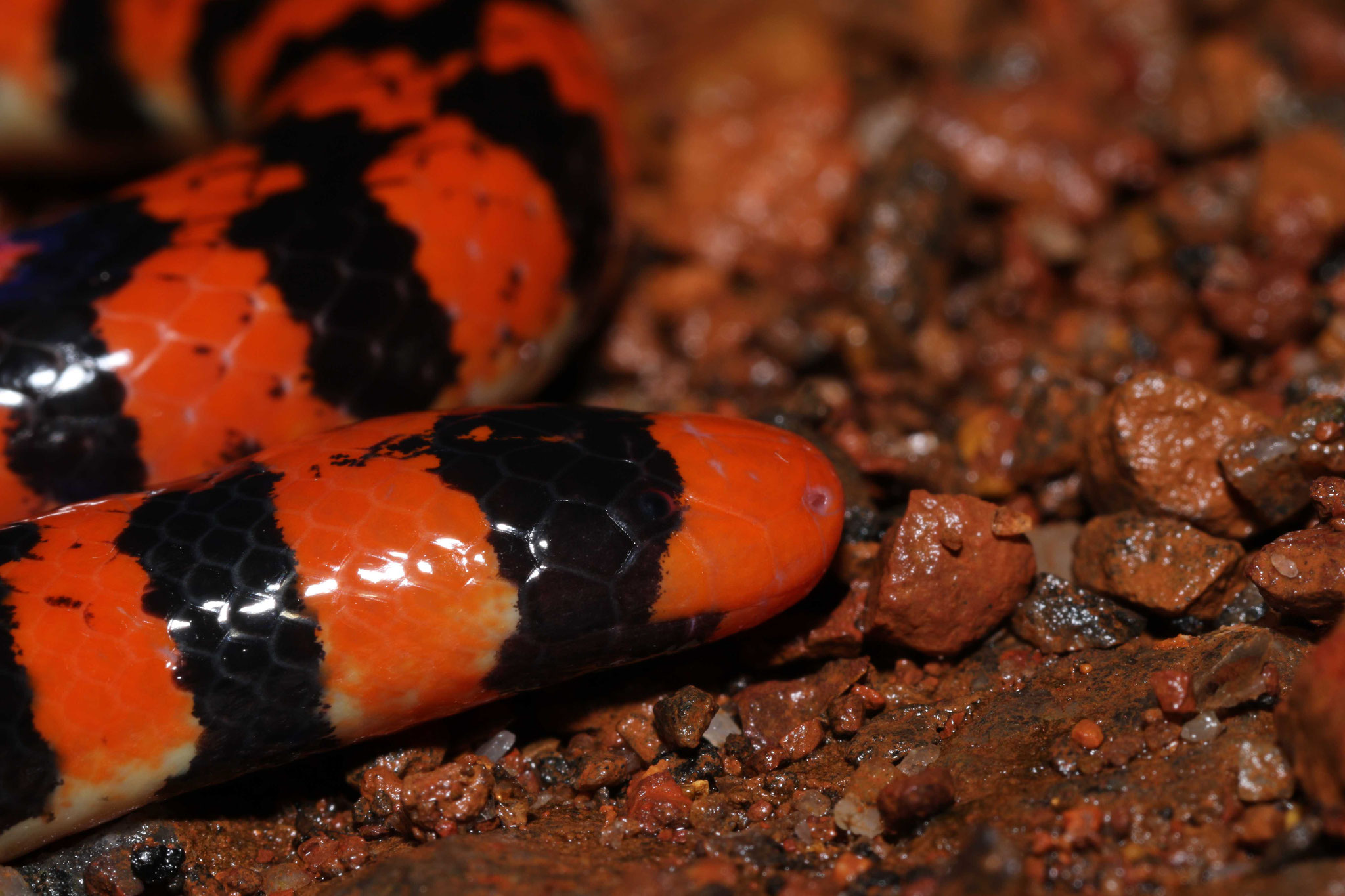 Anilius scytale