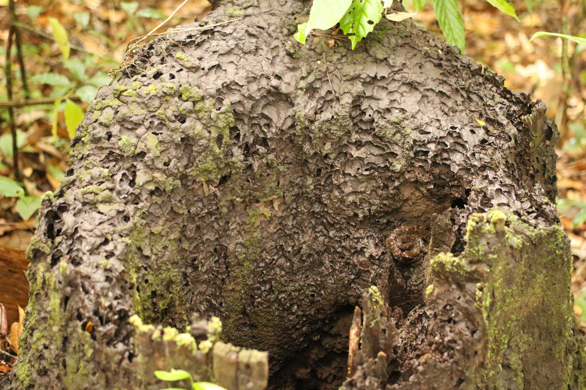 Bothrops atrox