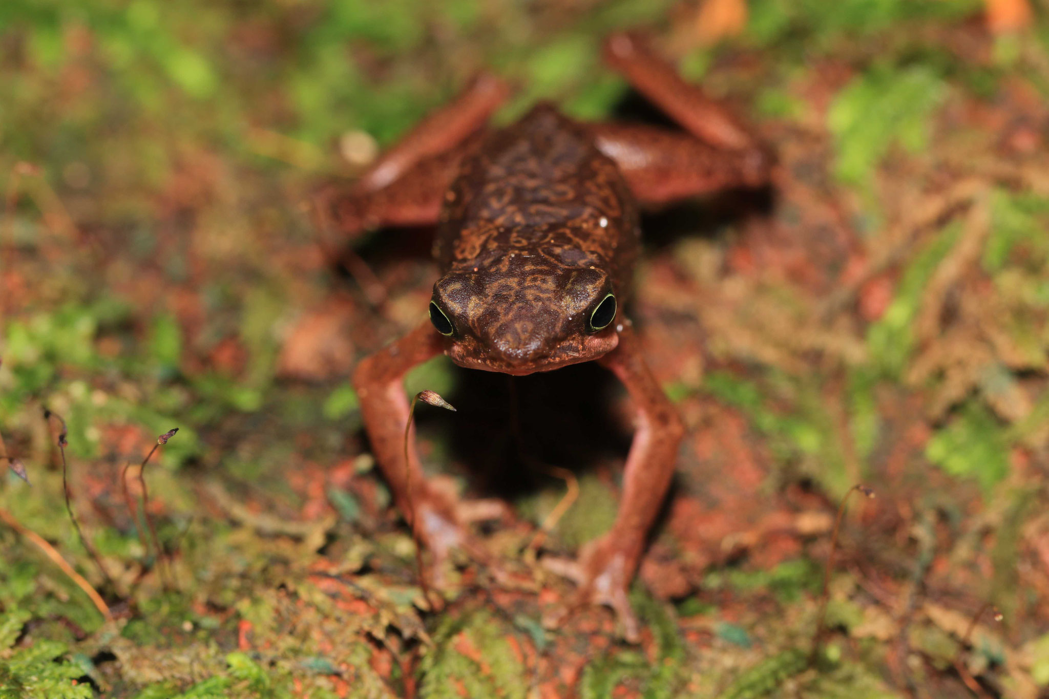 Atelopus flavescens
