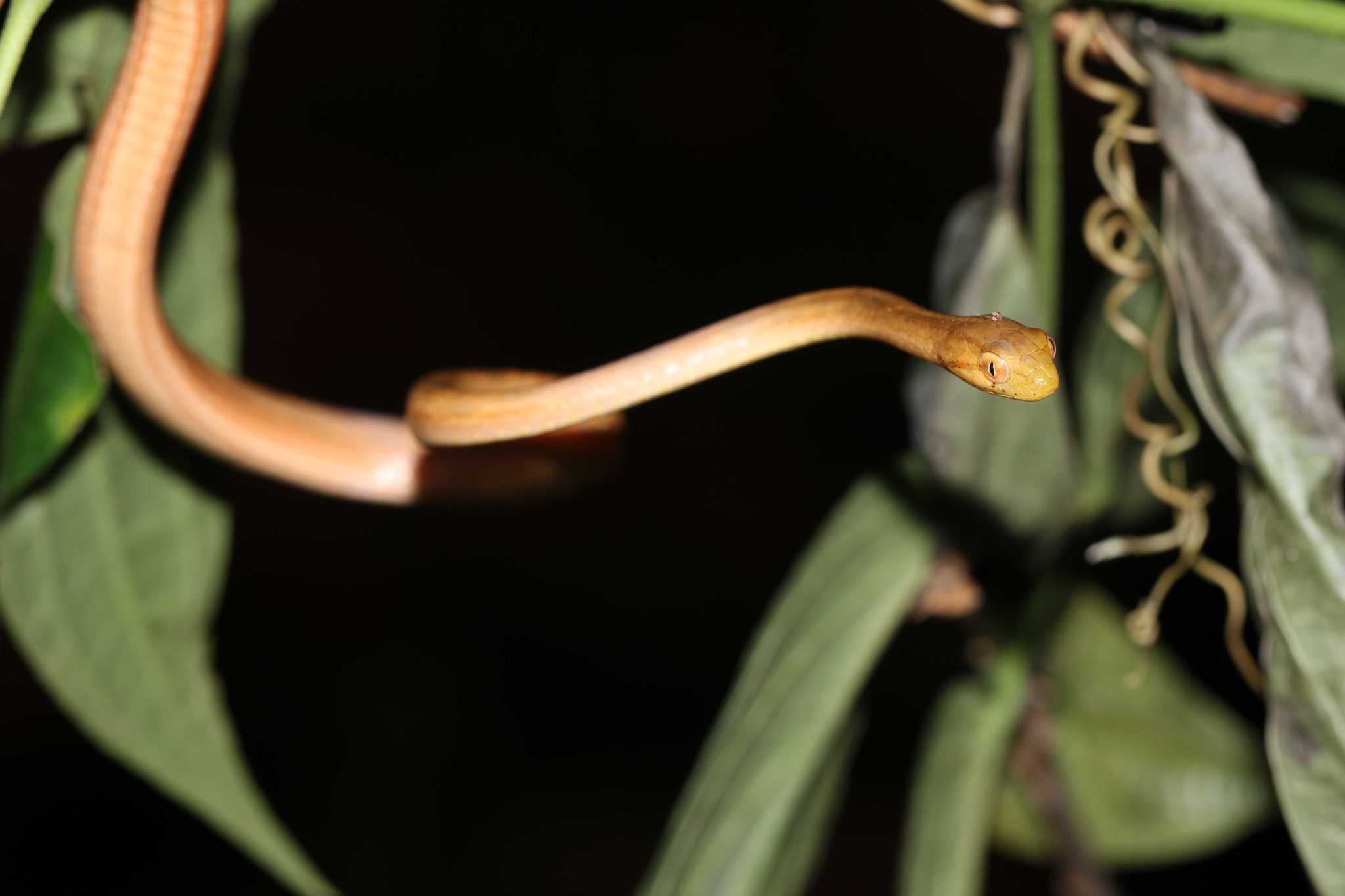Thamnodynastes pallidus
