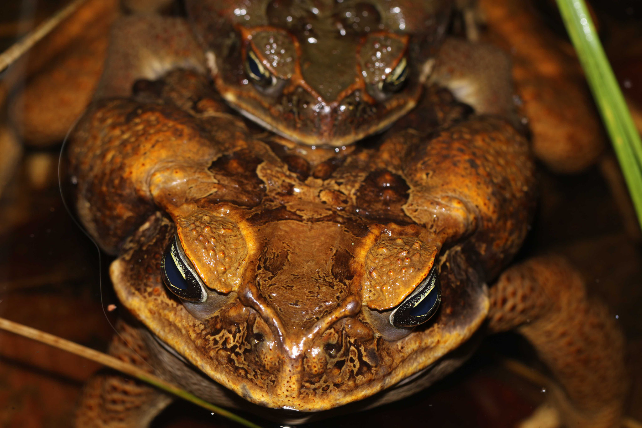 Rhinella marina