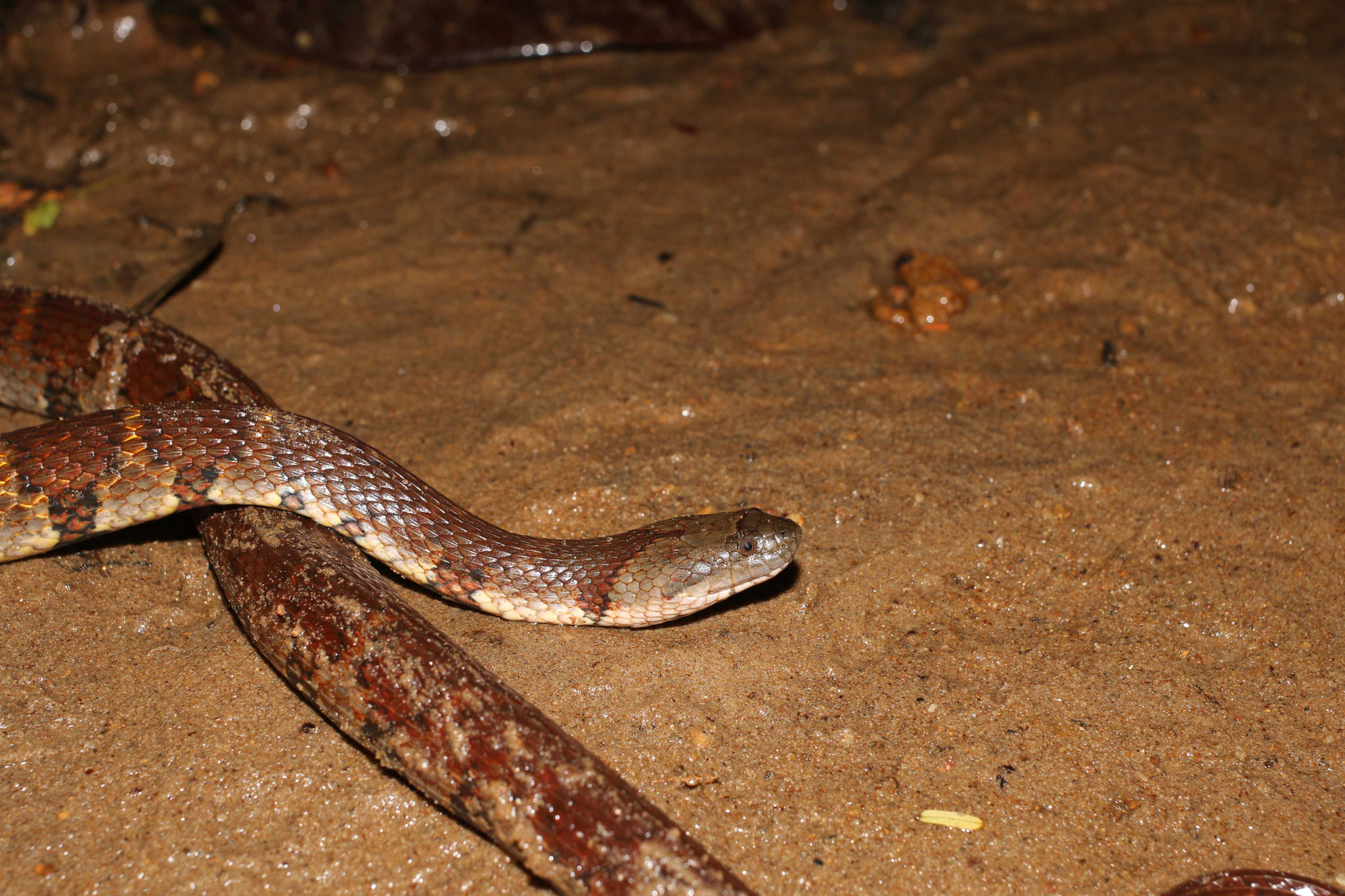 Helicops angulatus