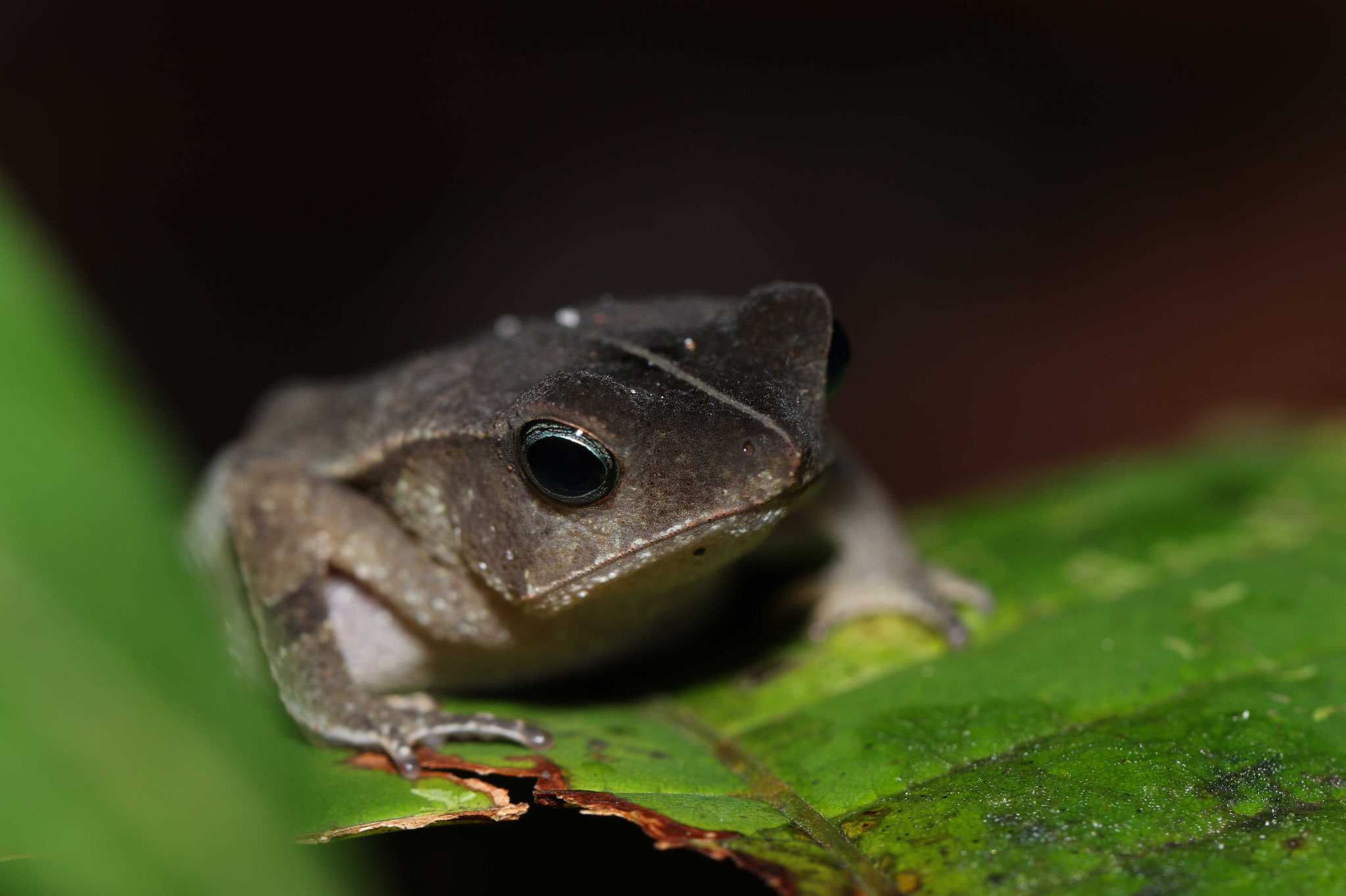 Rhinella castaneotica