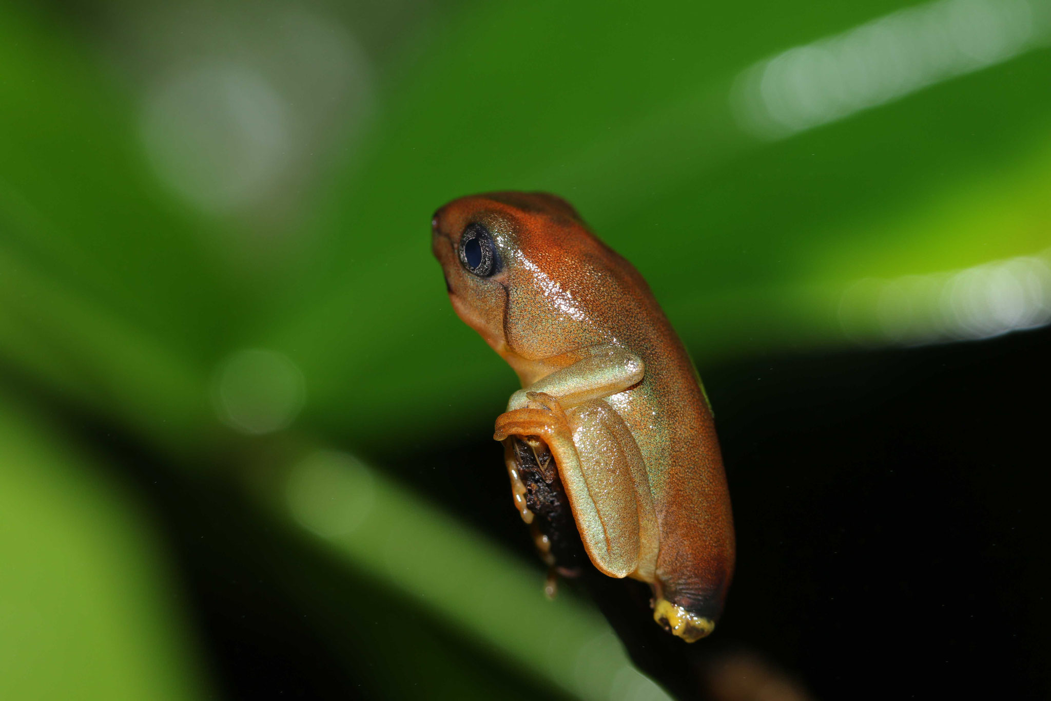 Phyllomedusa vaillanti