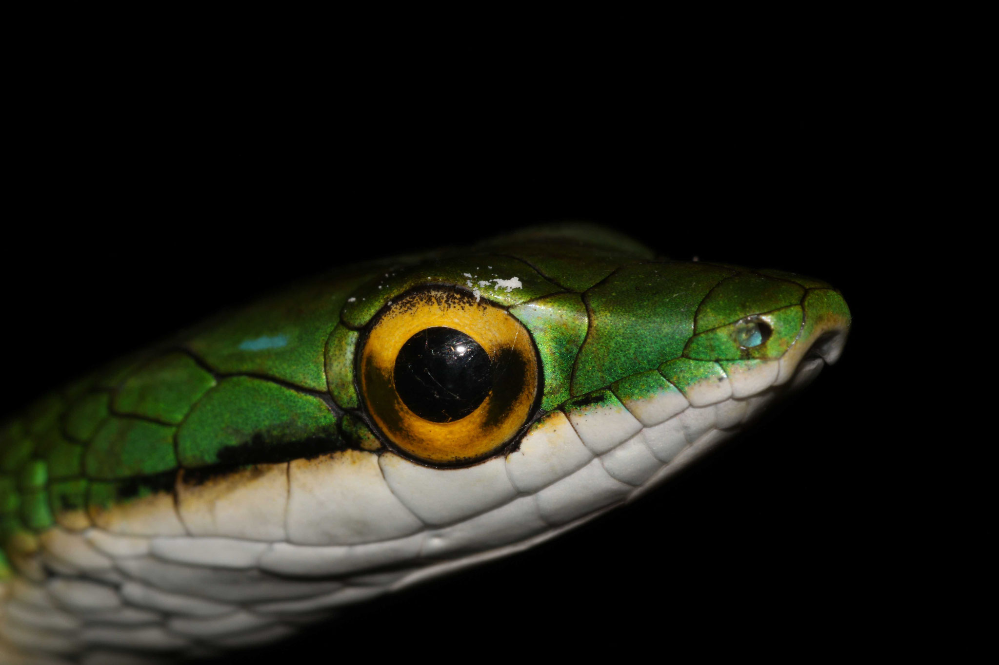 Leptophis ahaetulla