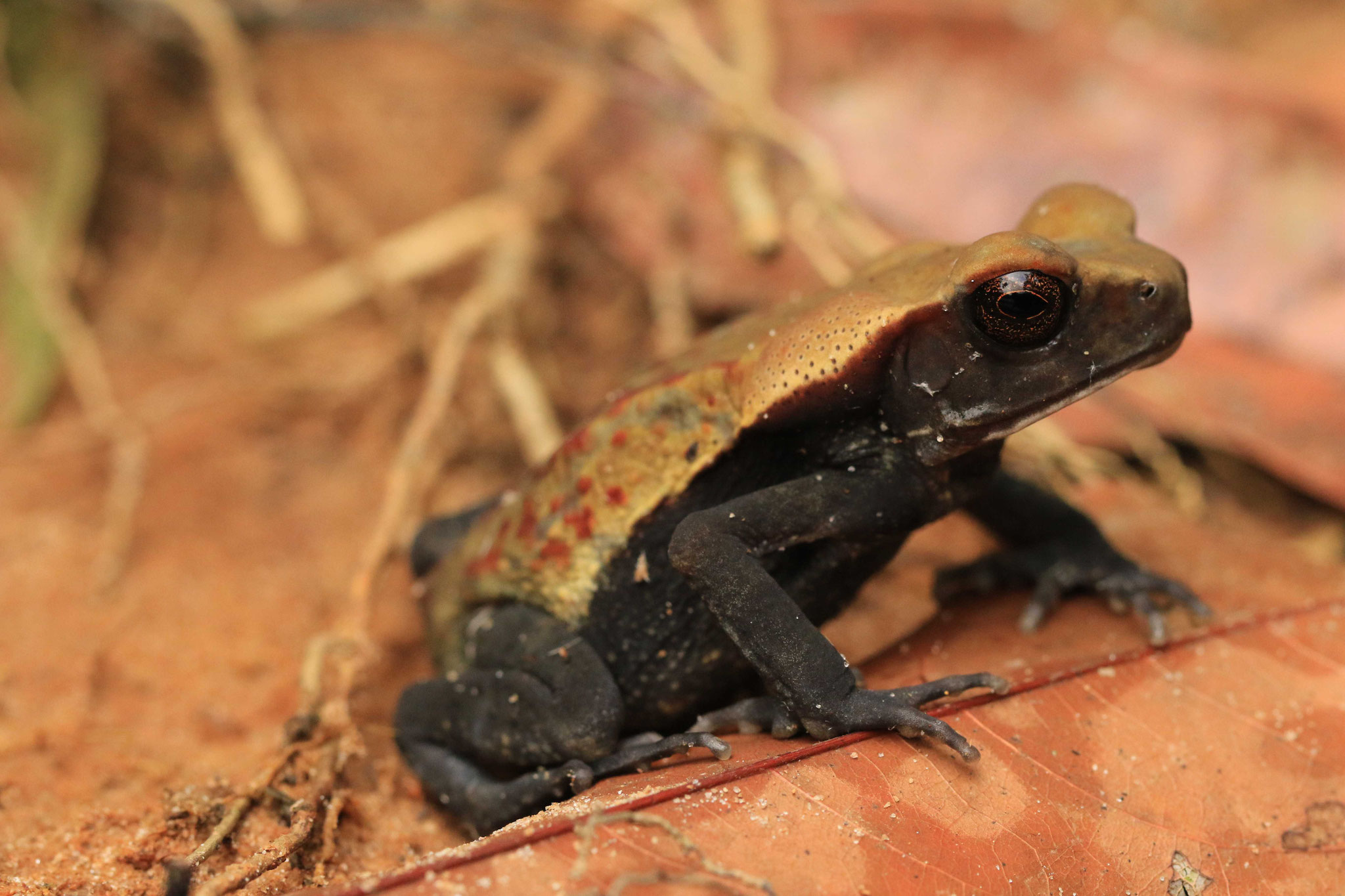 Rhaebo guttatus