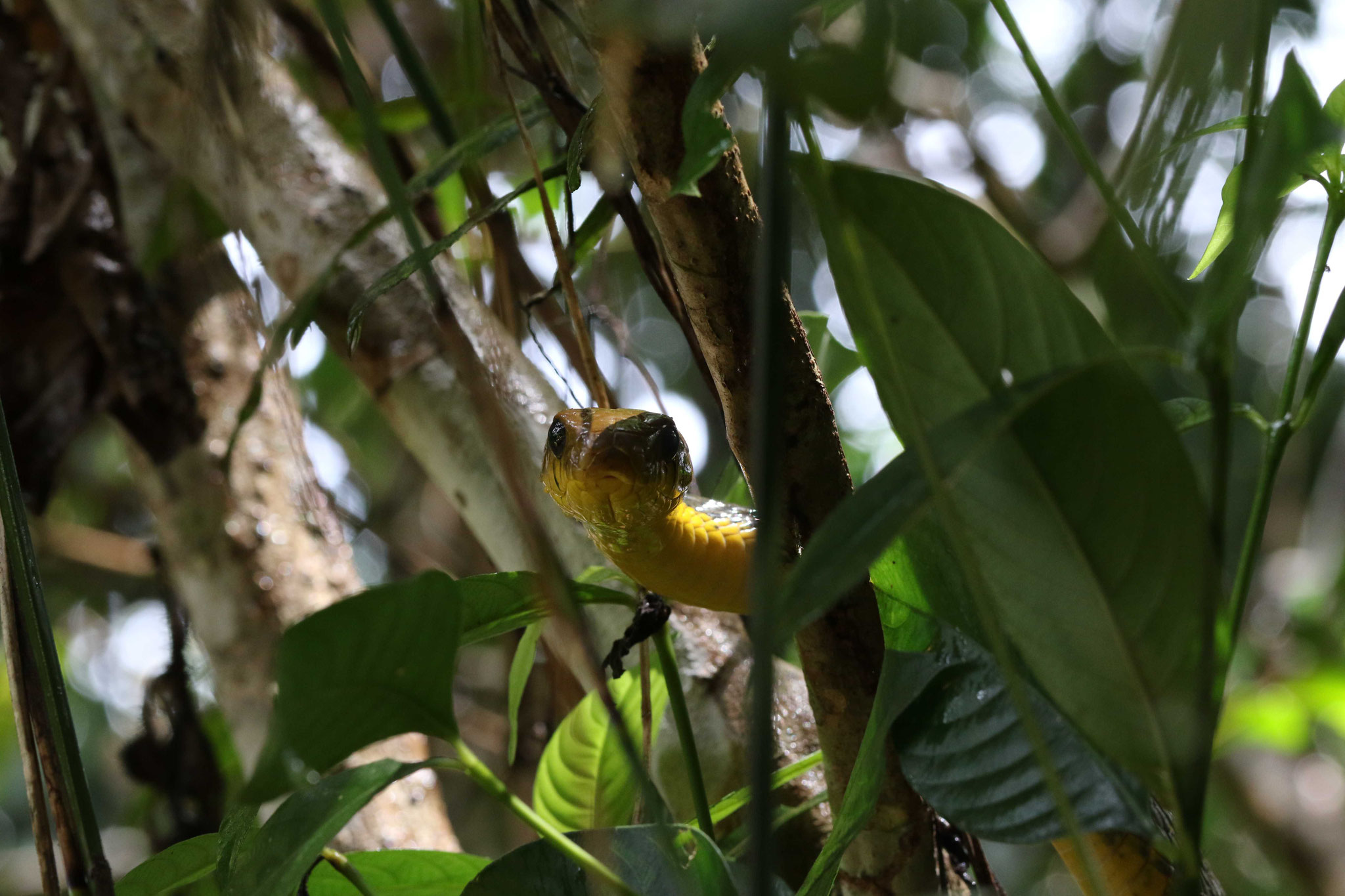 Spilotes sulphureus
