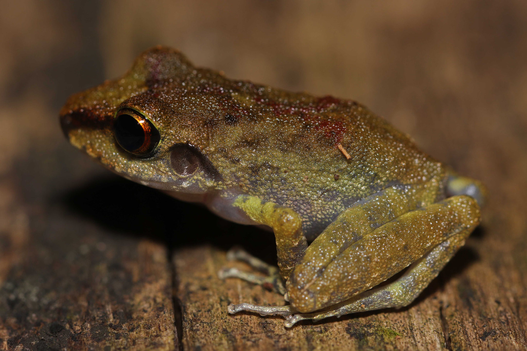 Pristimantis zeuctotylus