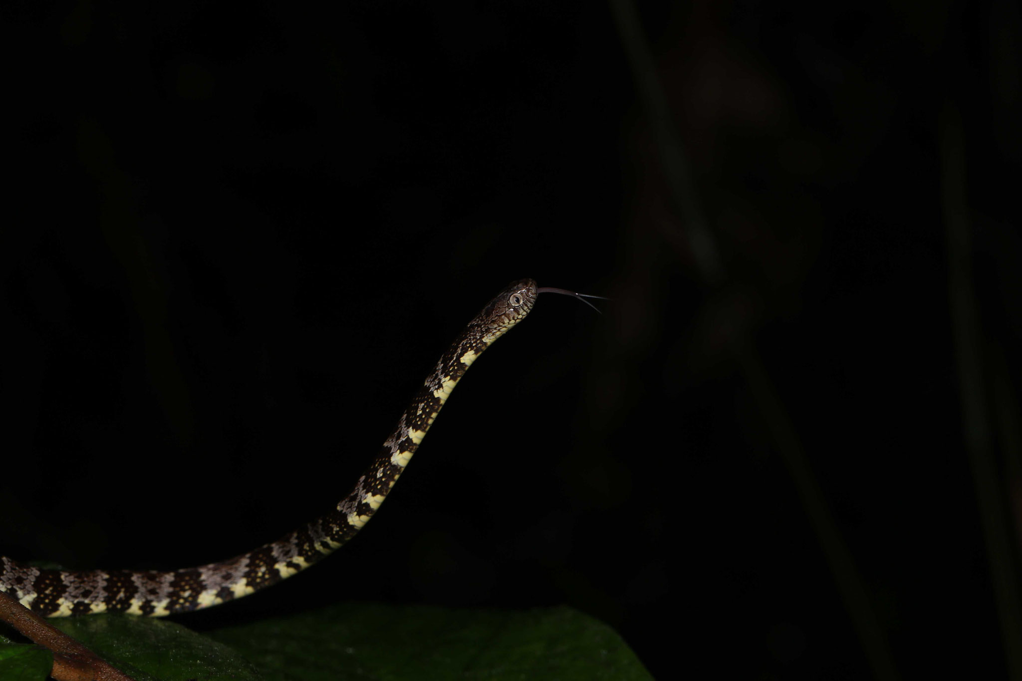 Dipsas variegata