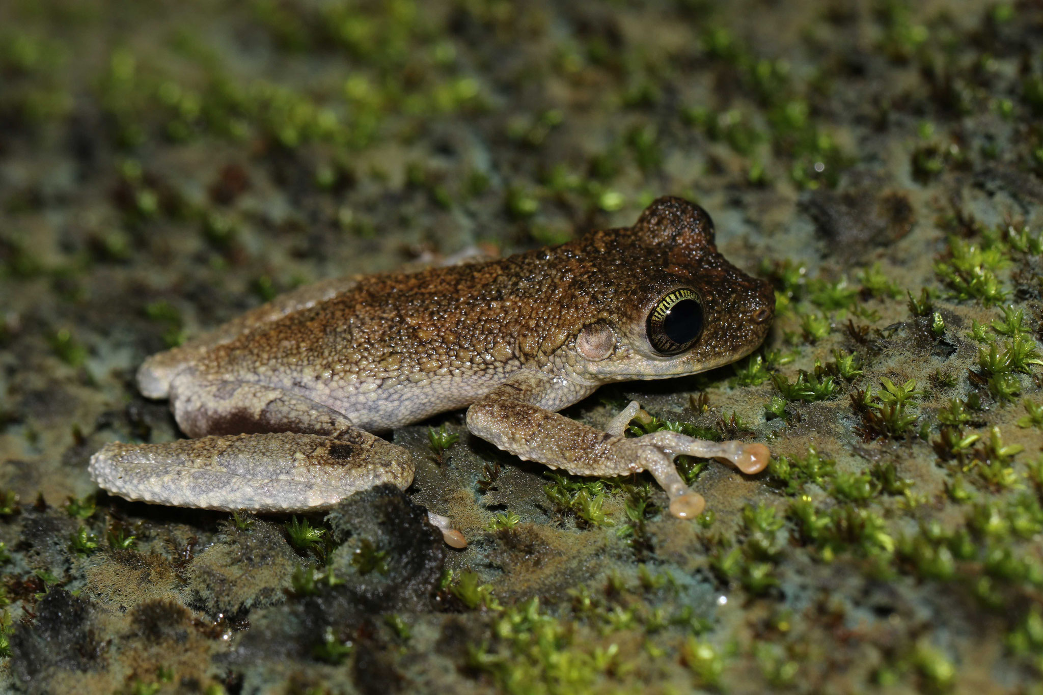 Osteocephalus oophagus