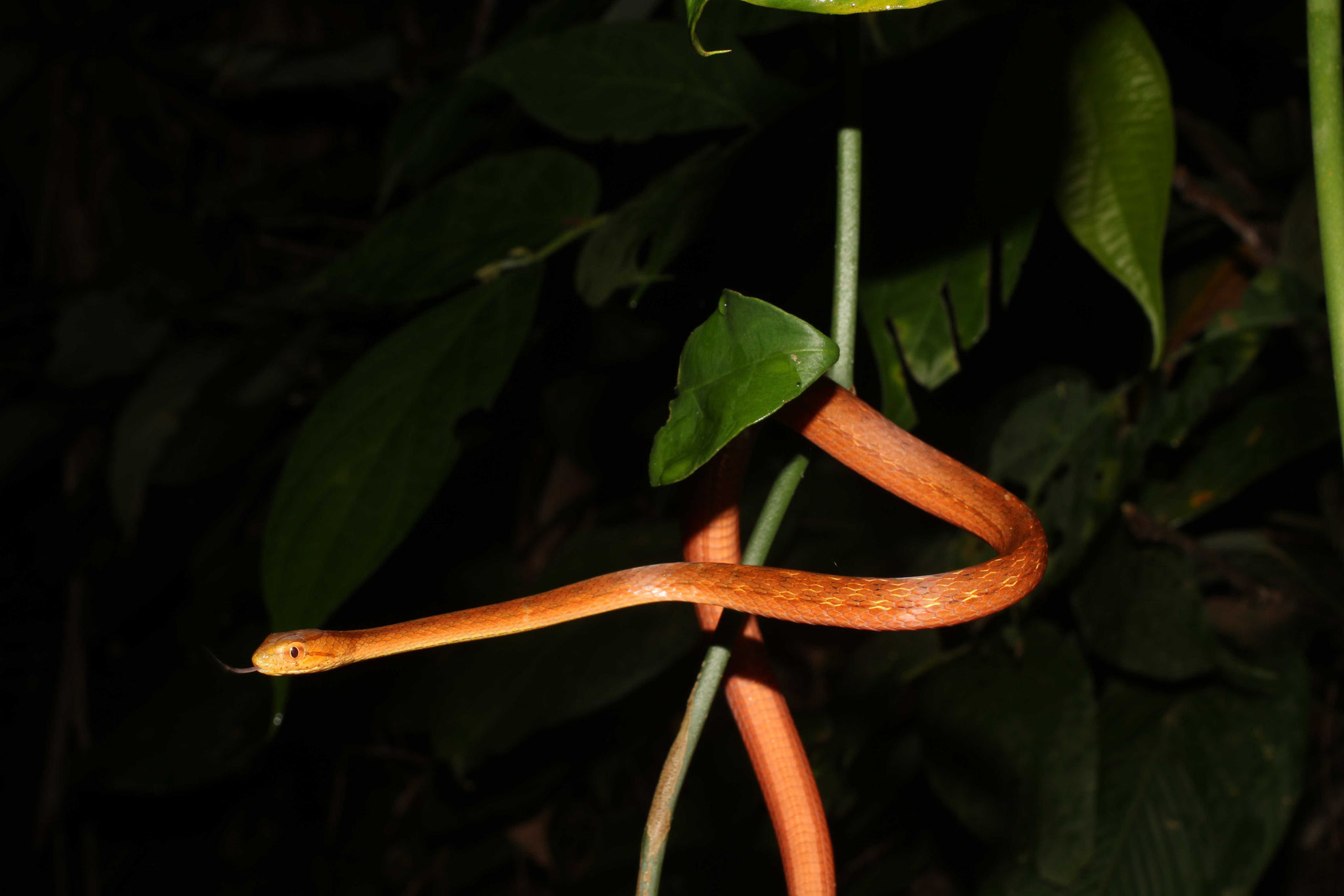 Thamnodynastes pallidus
