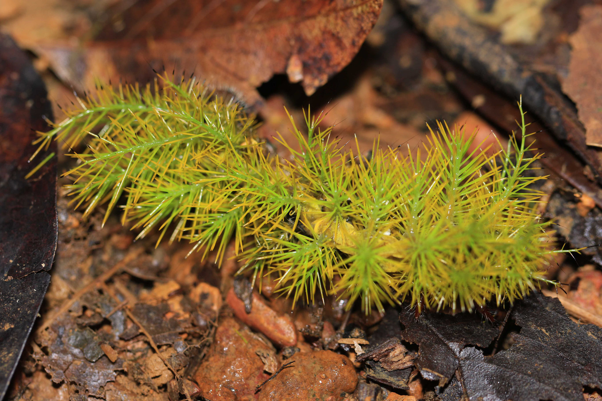 Chenille d'Automeris sp (morte)