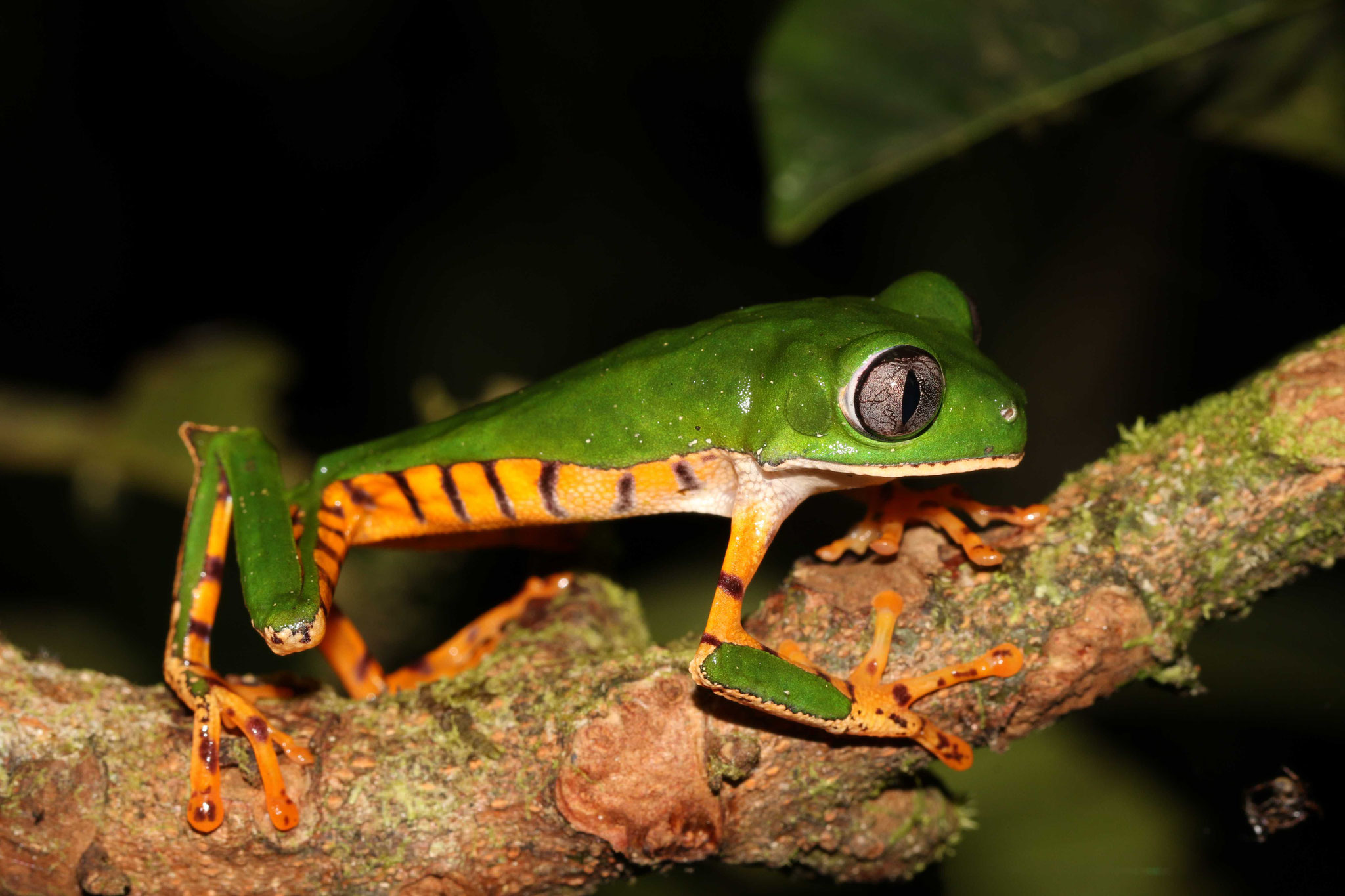 Callimedusa tomopterna