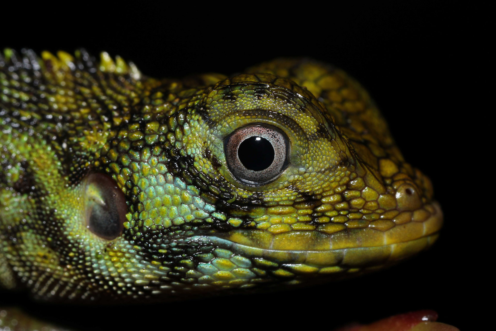 Plica umbra