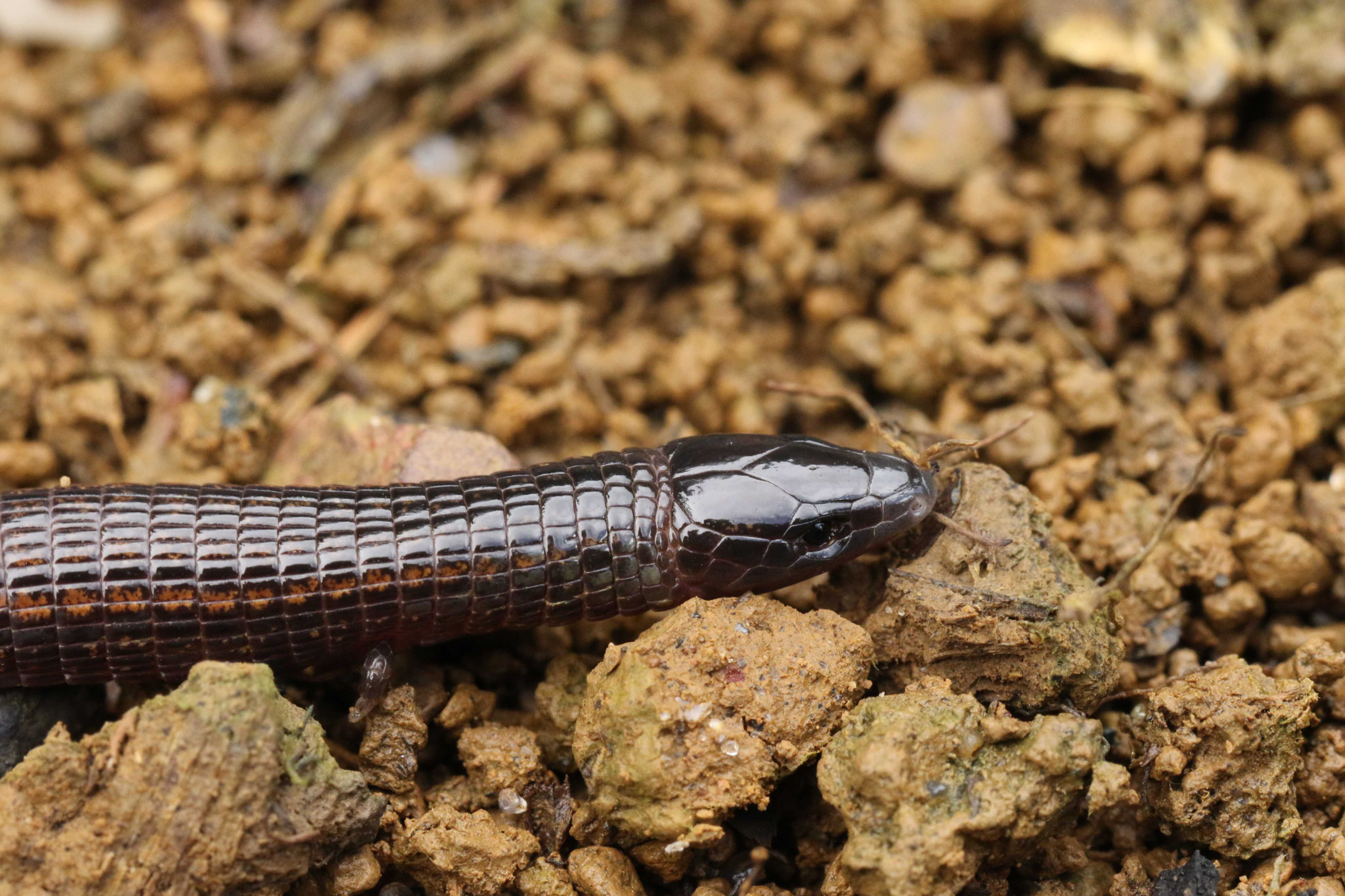 Bachia flavescens