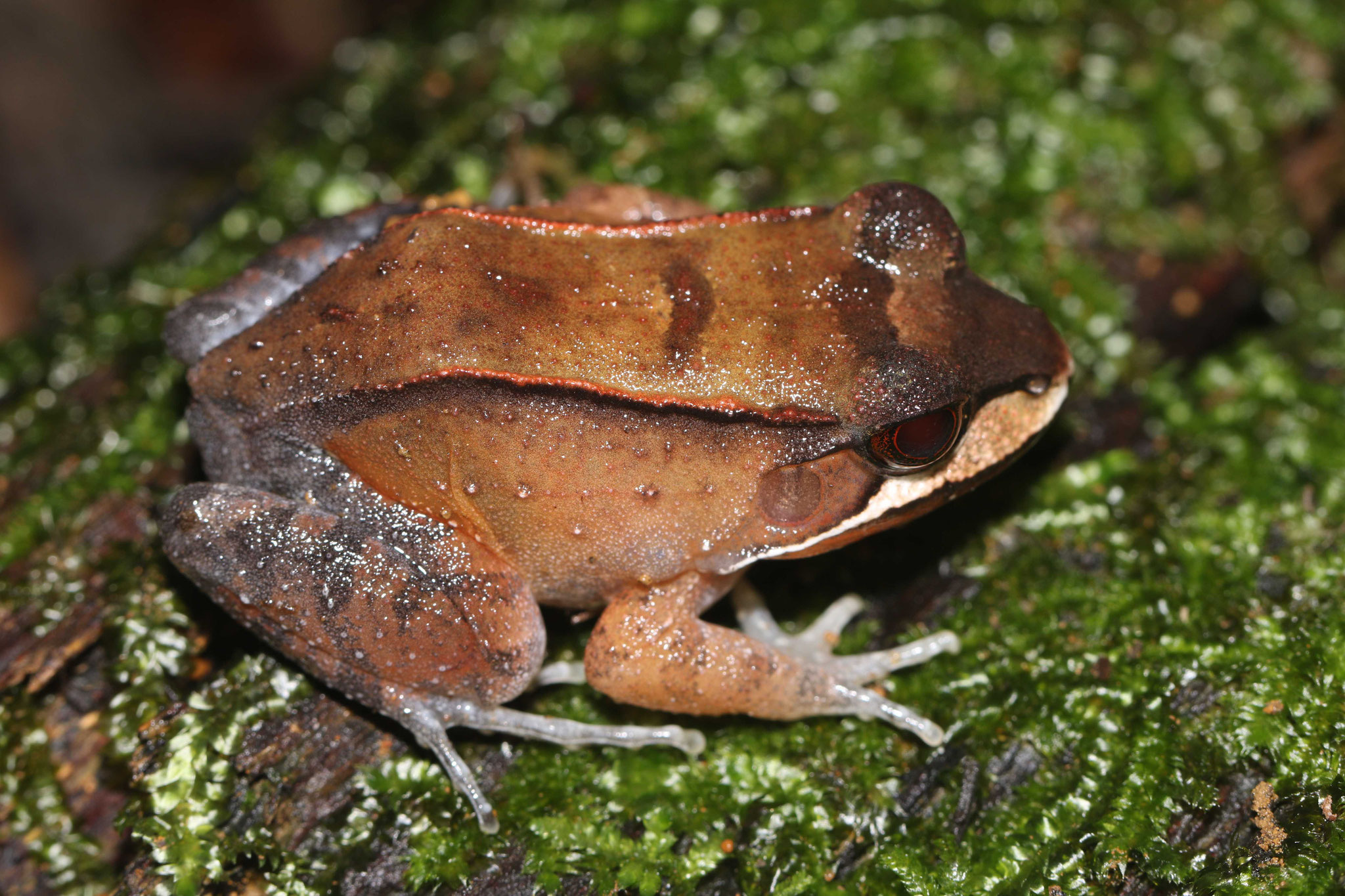Leptodactylus rhodomystax