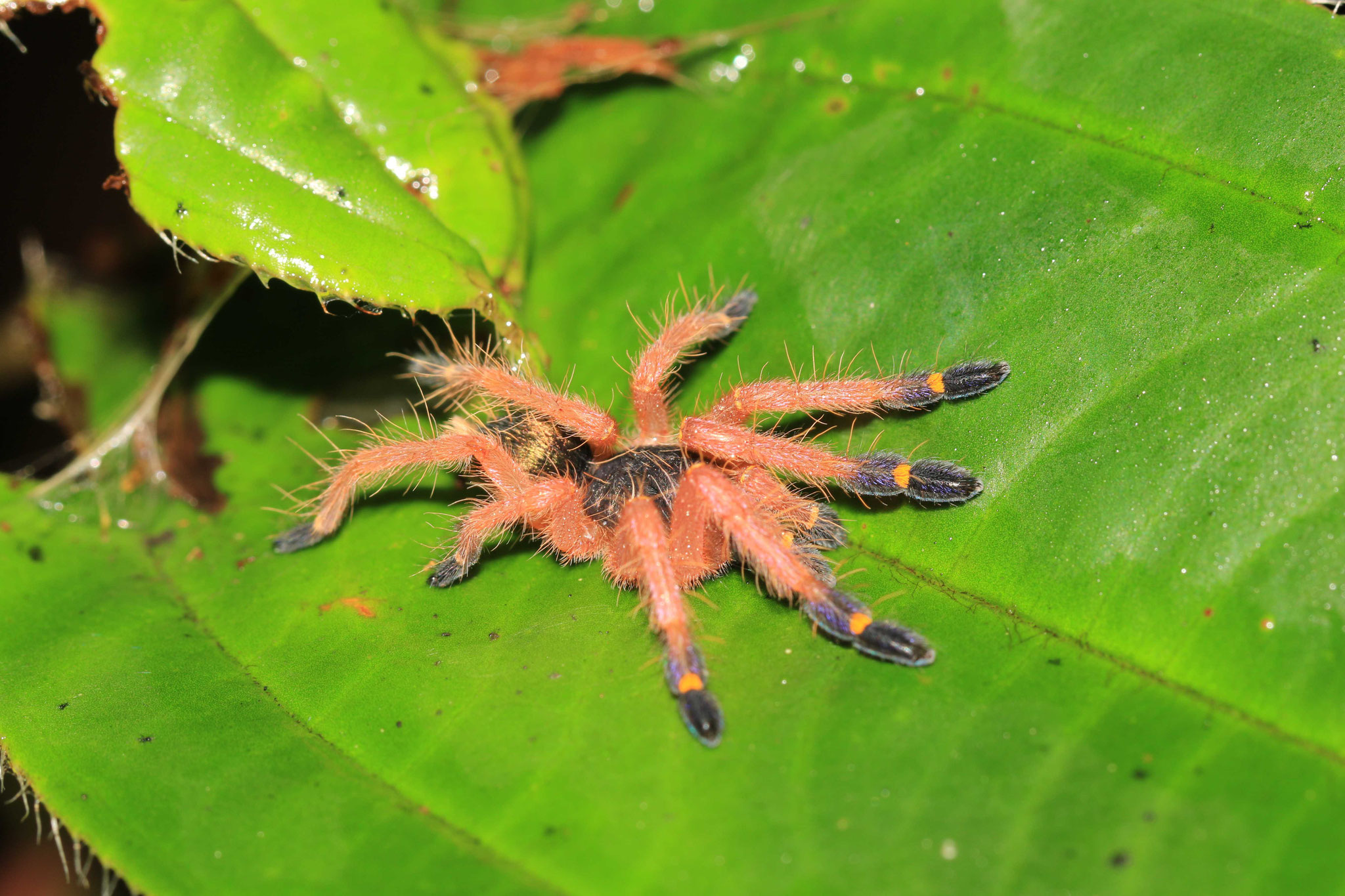 Ephebopus rufescens