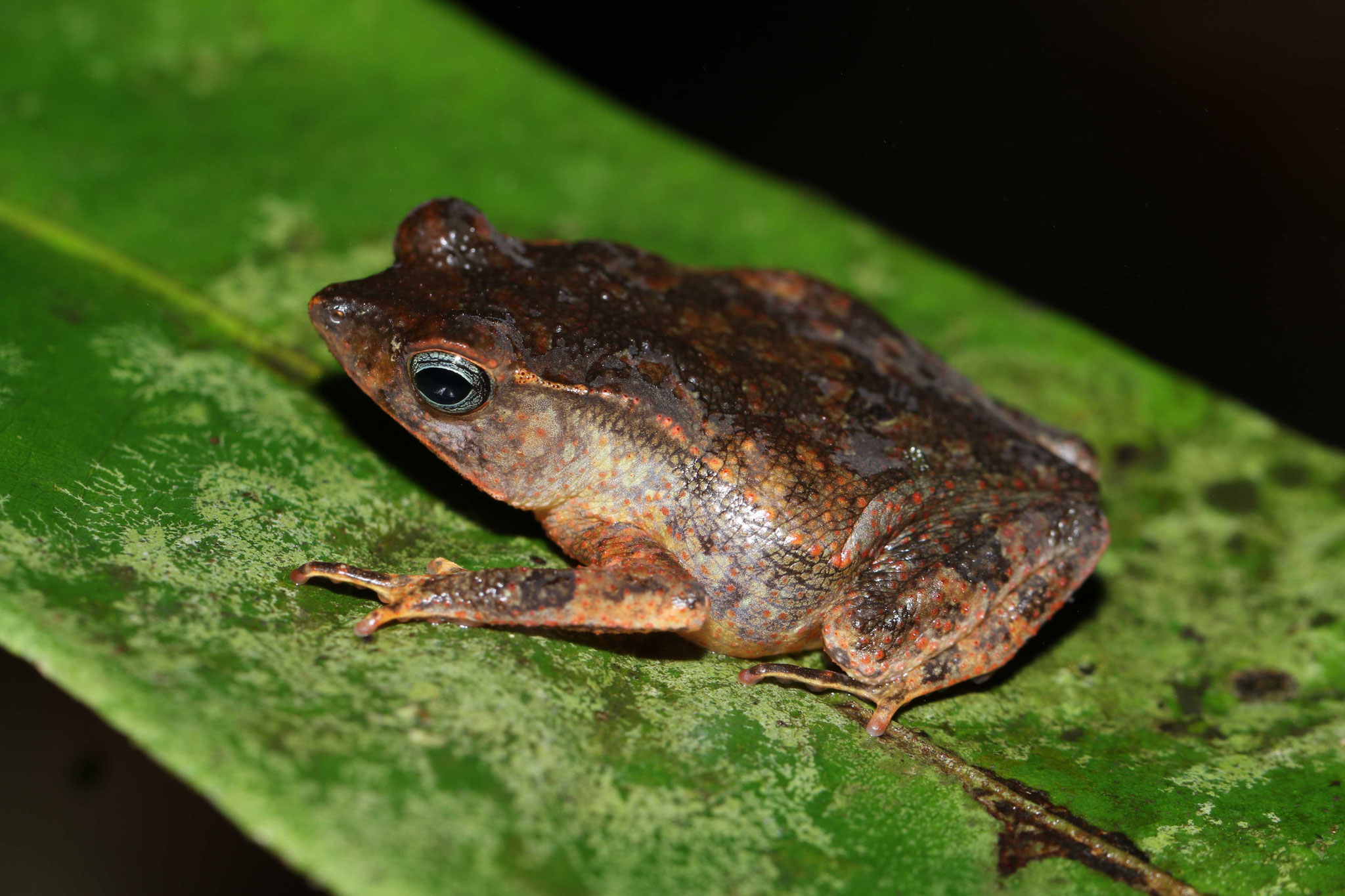 Rhinella castaneotica