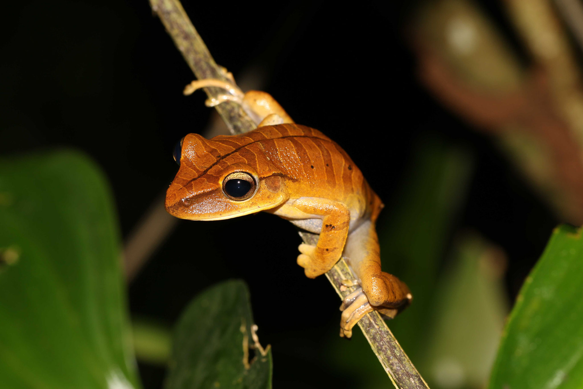 Boana multifasciata