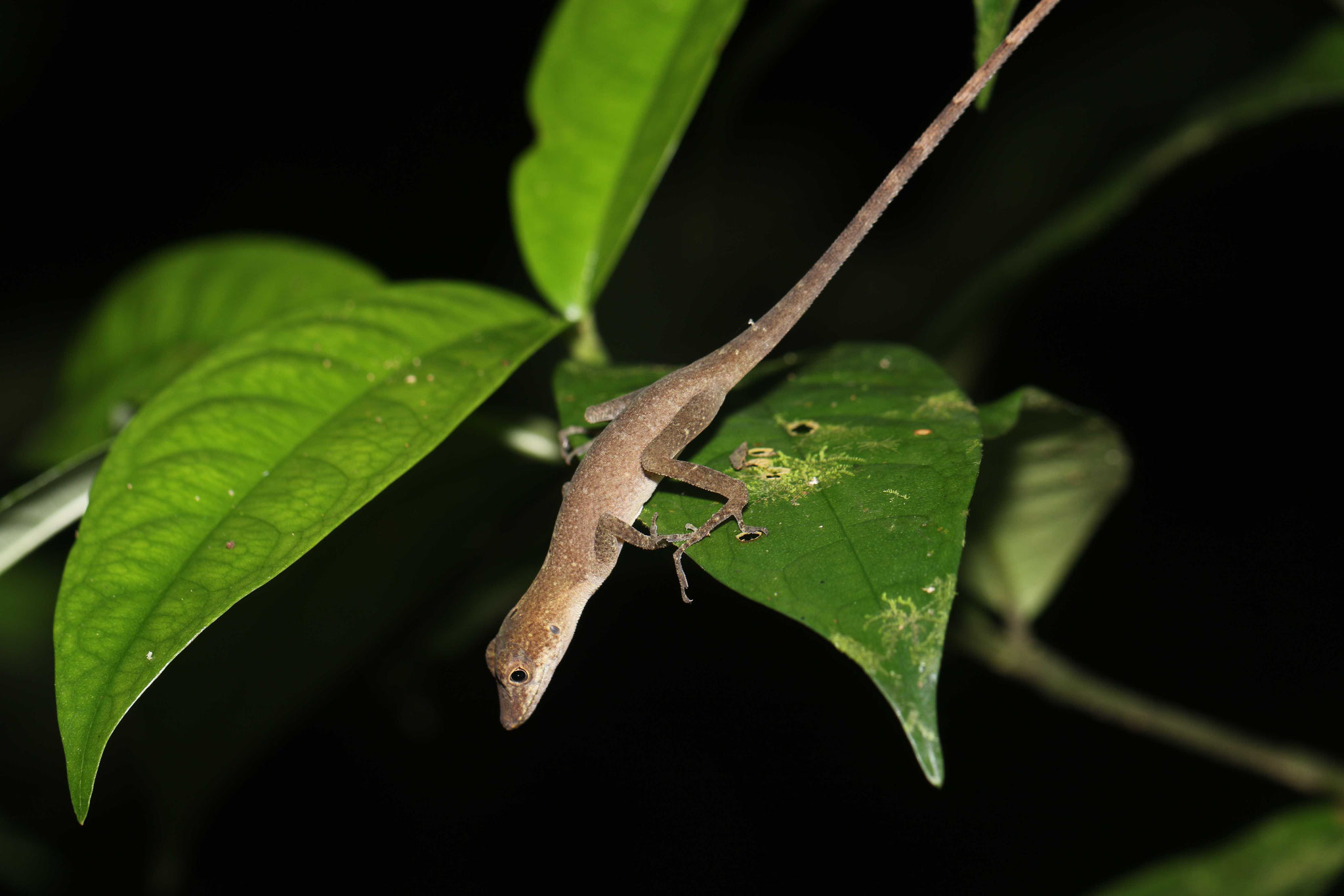 Anolis marmoratus