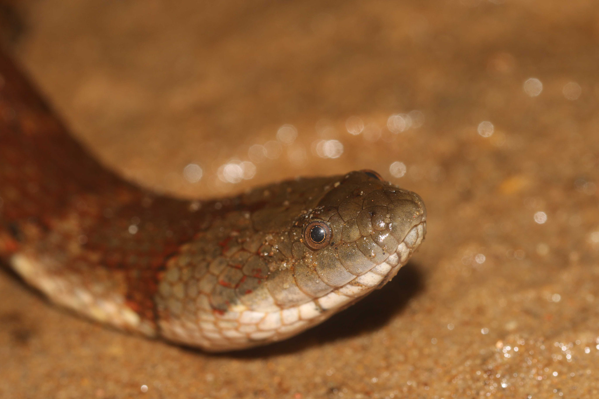 Helicops angulatus