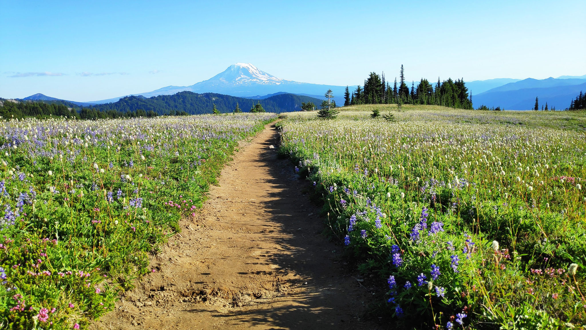 Blick auf den Mt. Rainier im Gifford Pinchot National Park, Washington