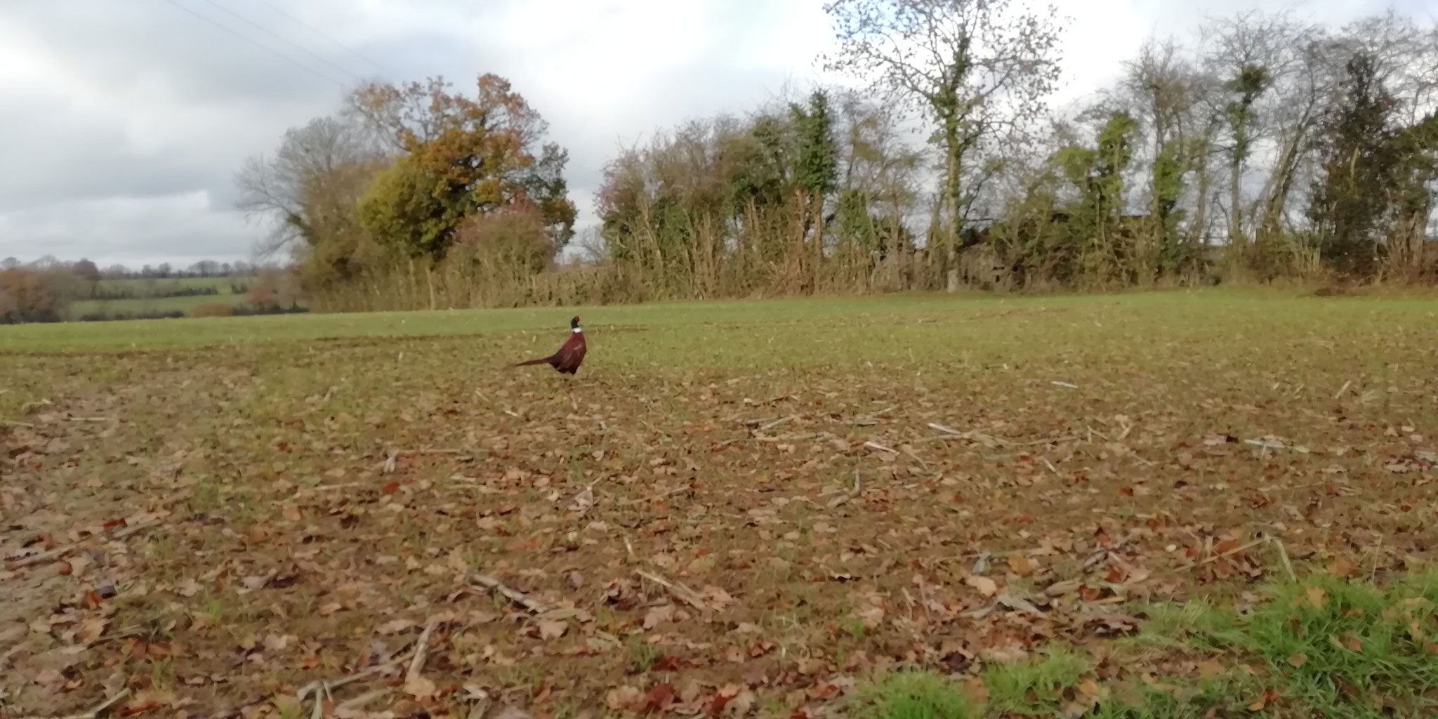 Coq faisan en promenade