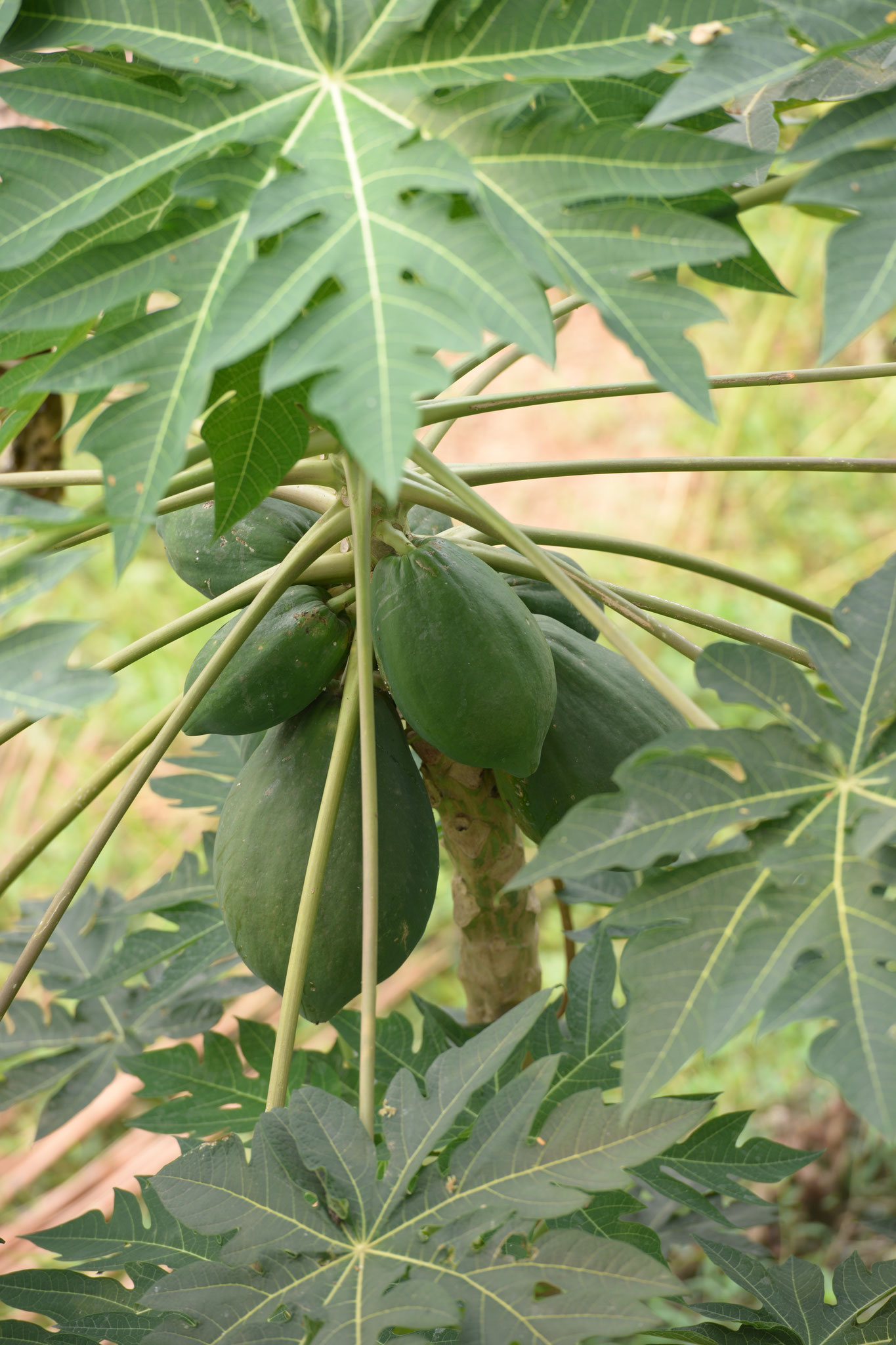 Papaya