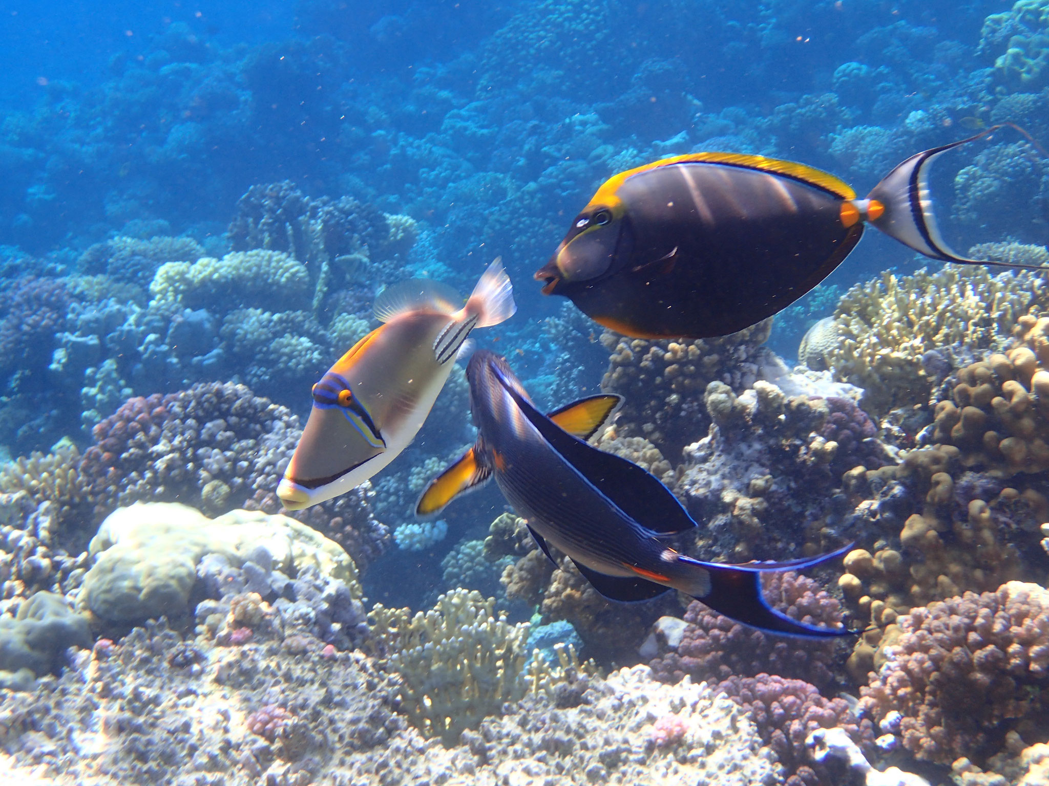 Arabischer Doktorfisch (ur), Gelbklingen Nasendoktorfisch (or) und der arabische Picassodrücker