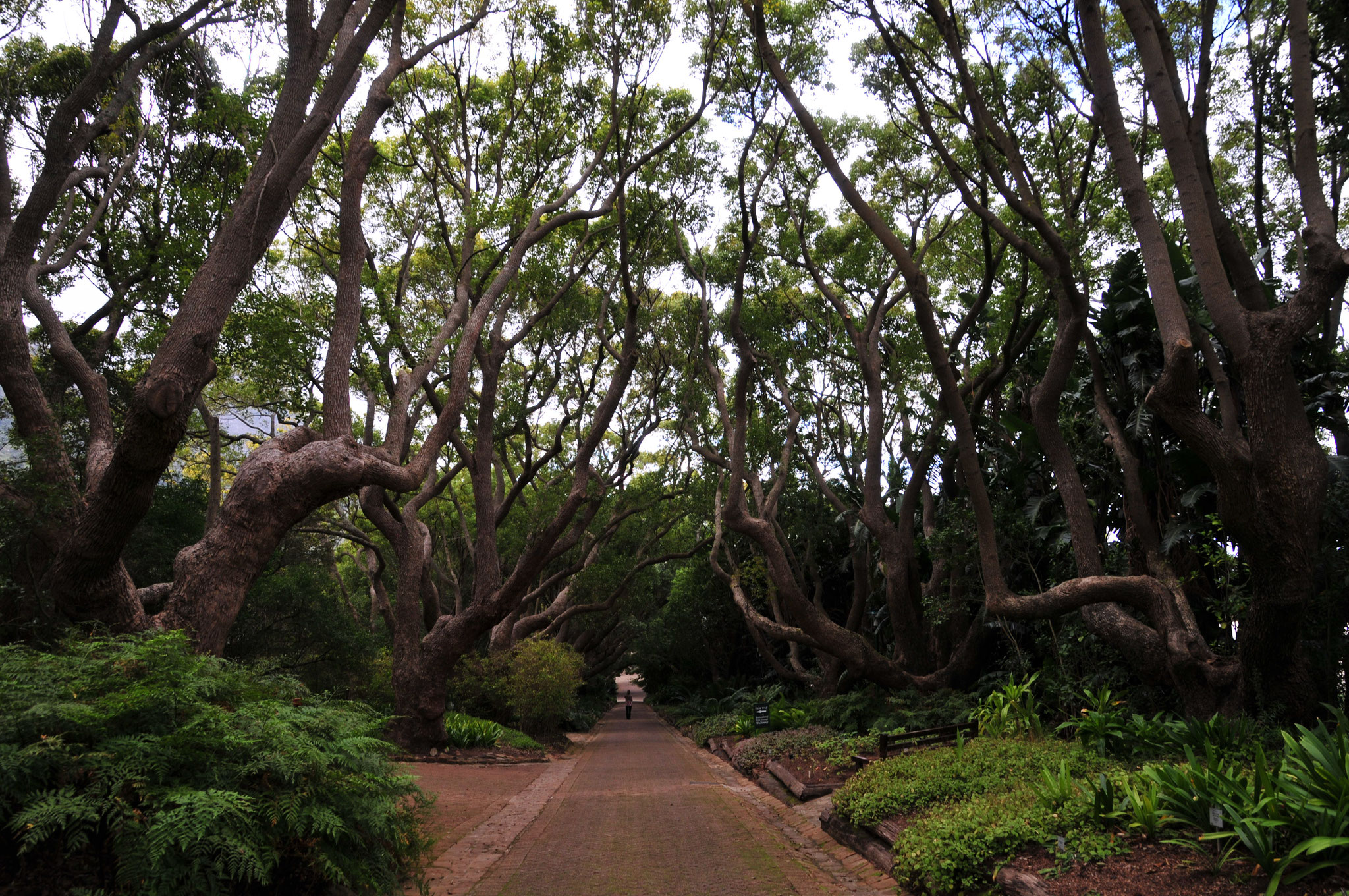 Tag 18 - Wir besichtigen den botanischen Garten in Kirstenbosch