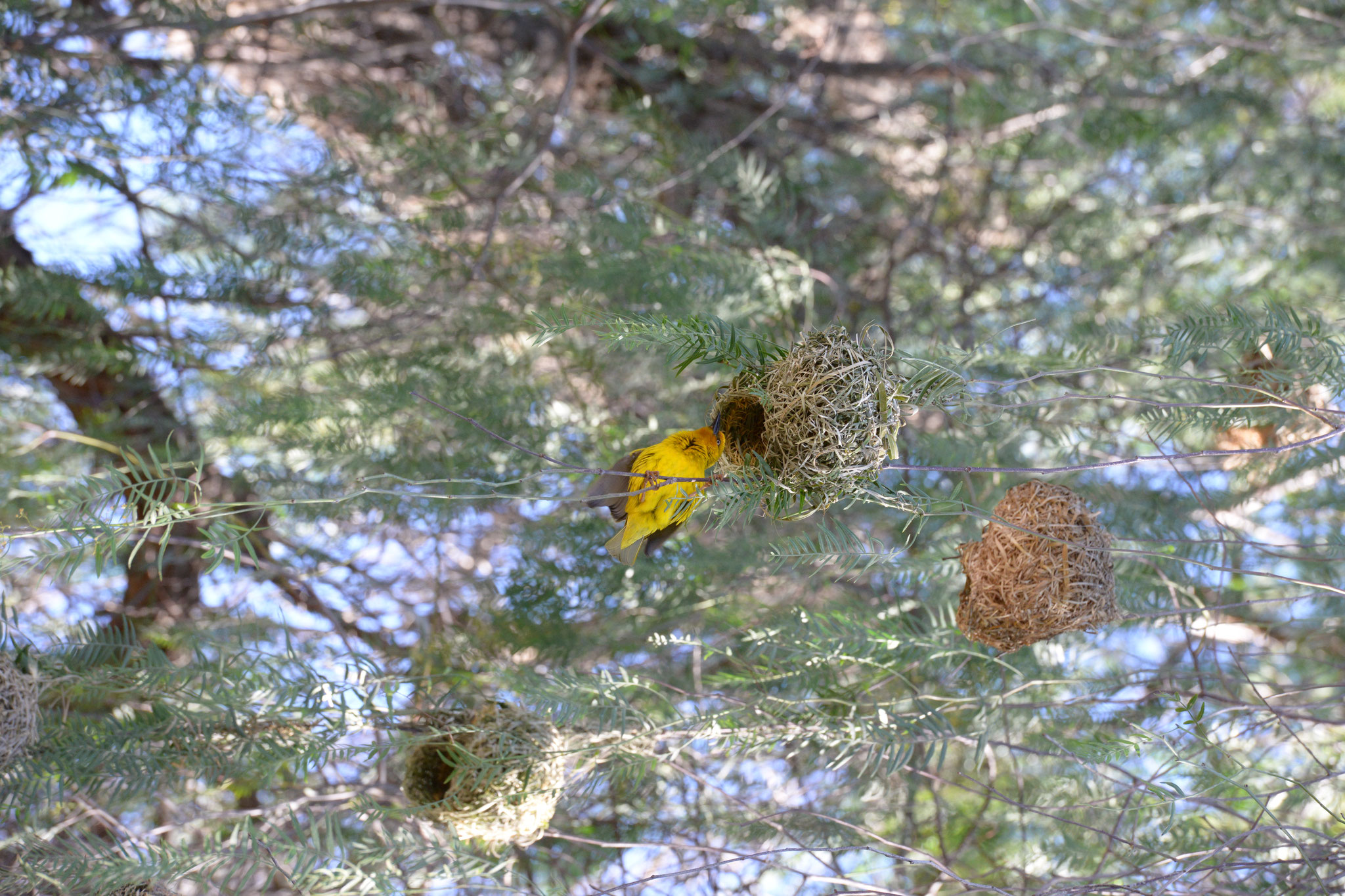 Der Webervogel beim Nestbau