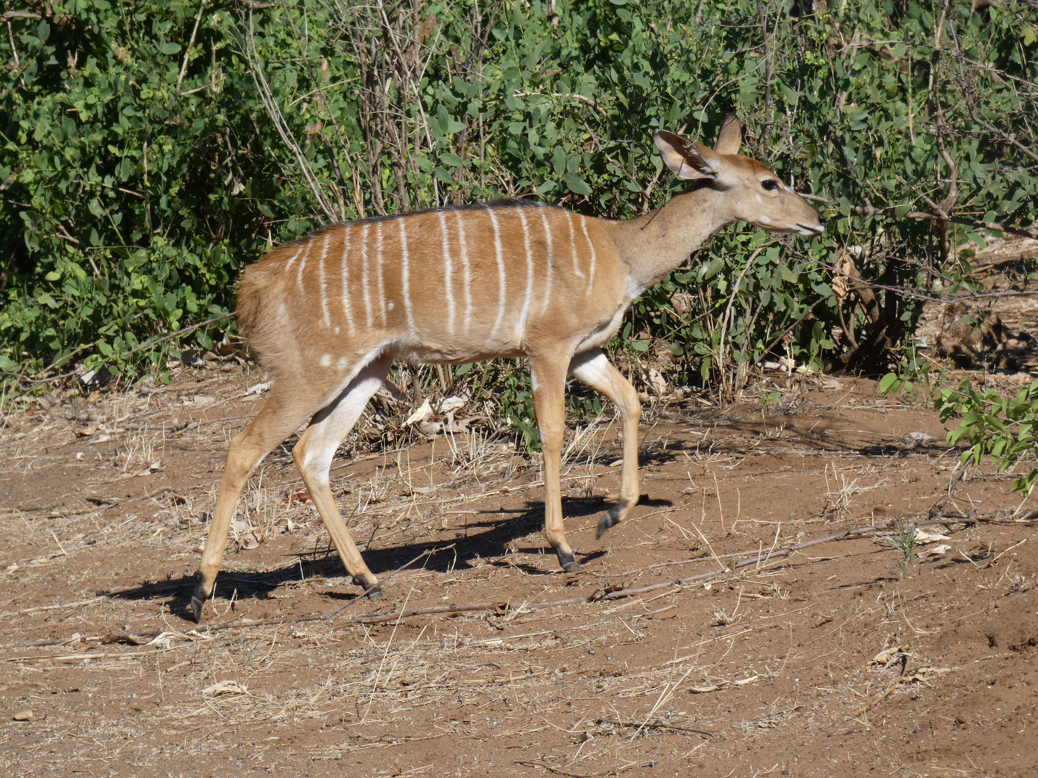 Nyala Weibchen