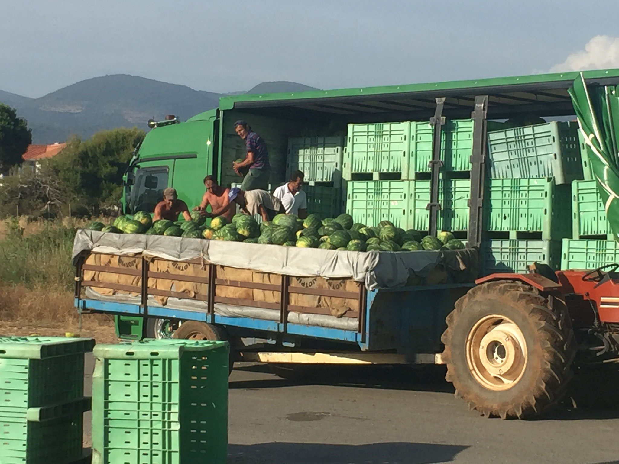 Melonen werden abtransportiert