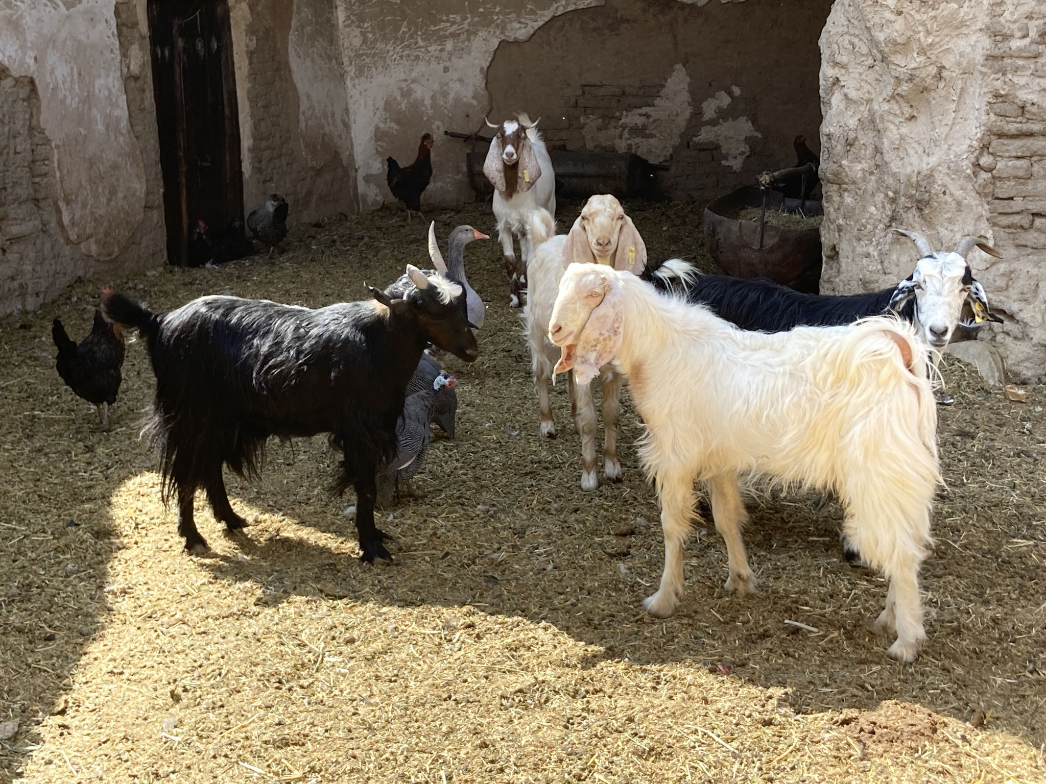 und im Hinterhof füttert er seine Tiere