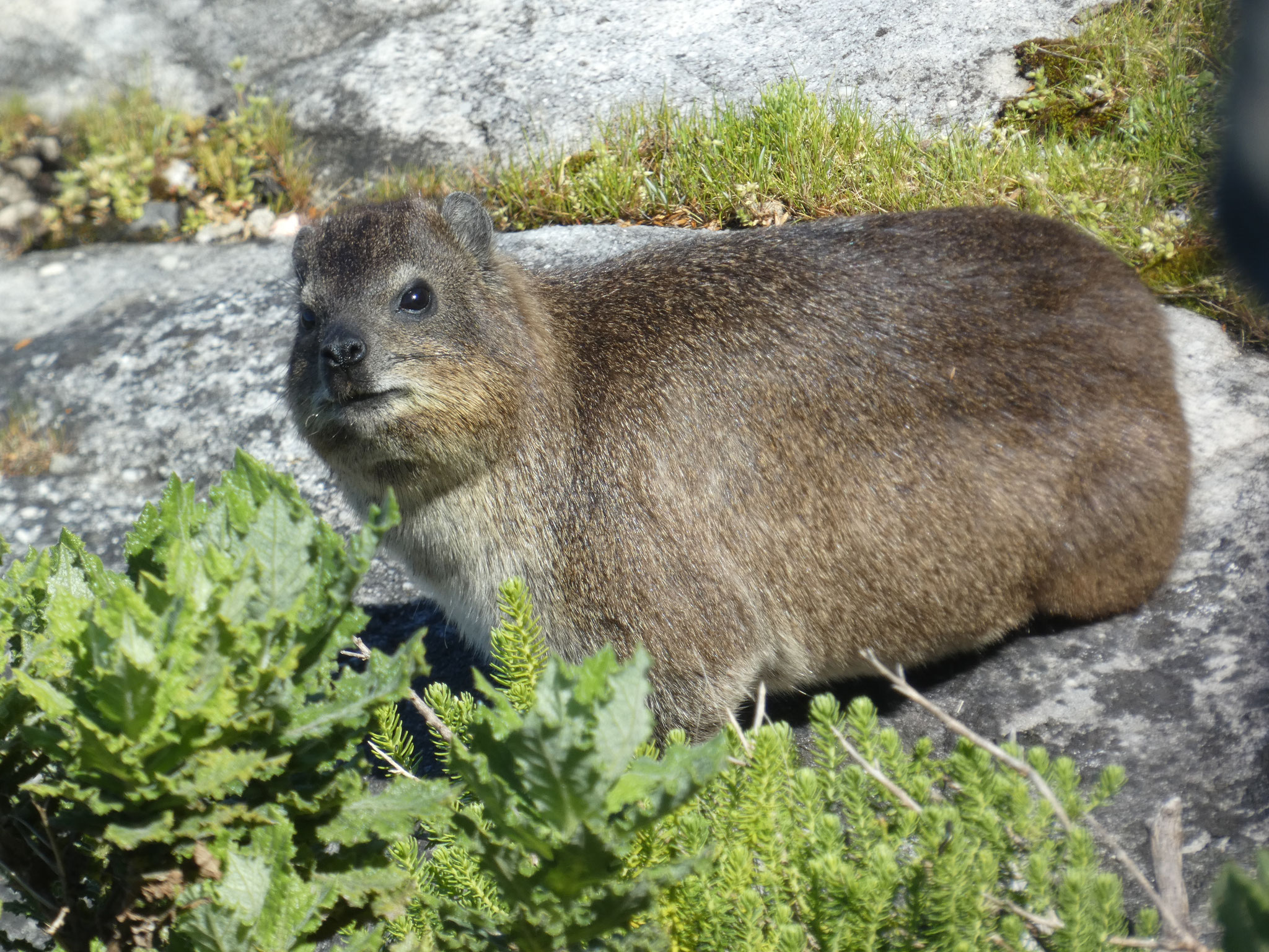 Klipschleifer und 