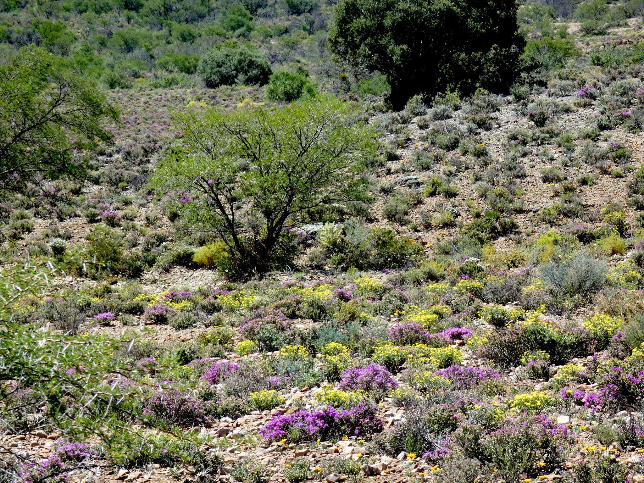 Wildblumenwiesen