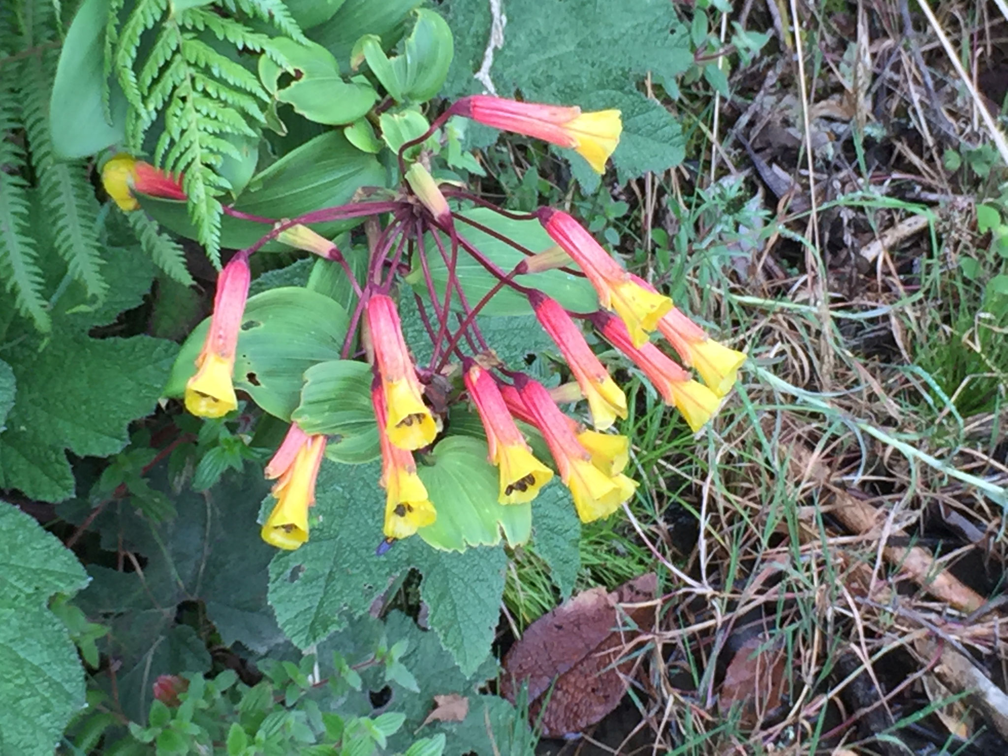 Blumenvielfalt am Wegrand