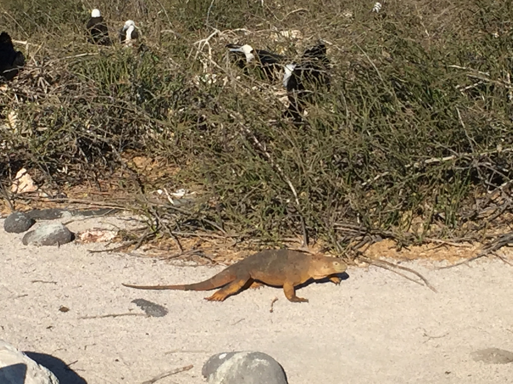 Iguana