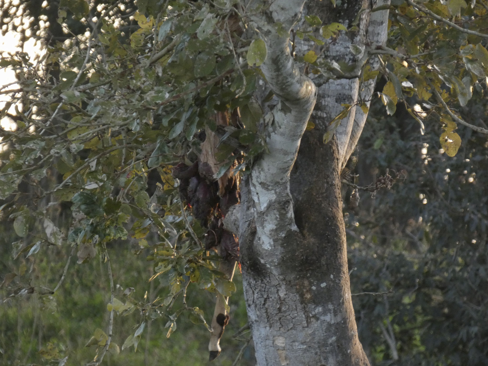 die Beute eines Leoparden im Baum