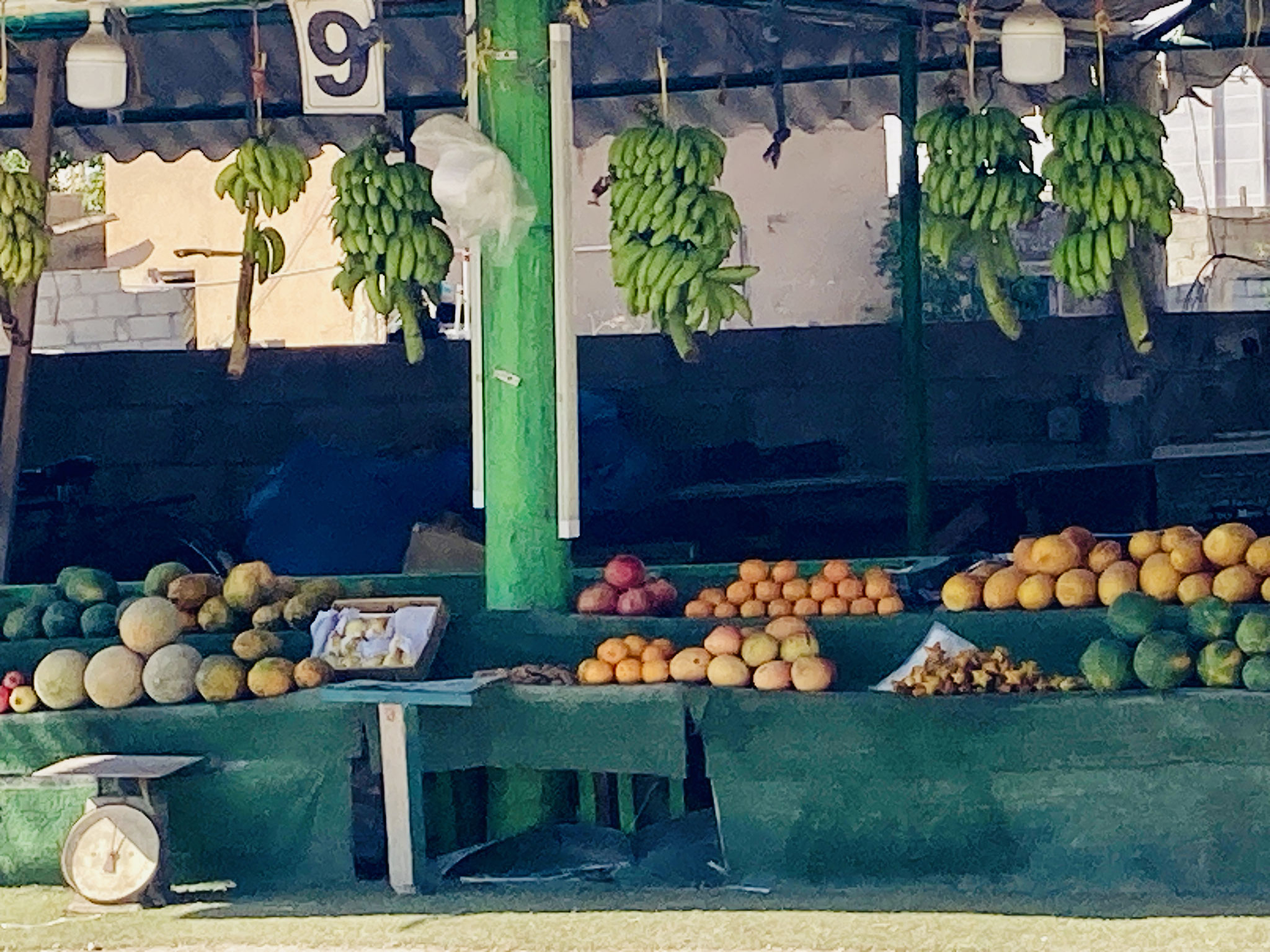 Auch viele Fruchtstände gibt es in Salaha