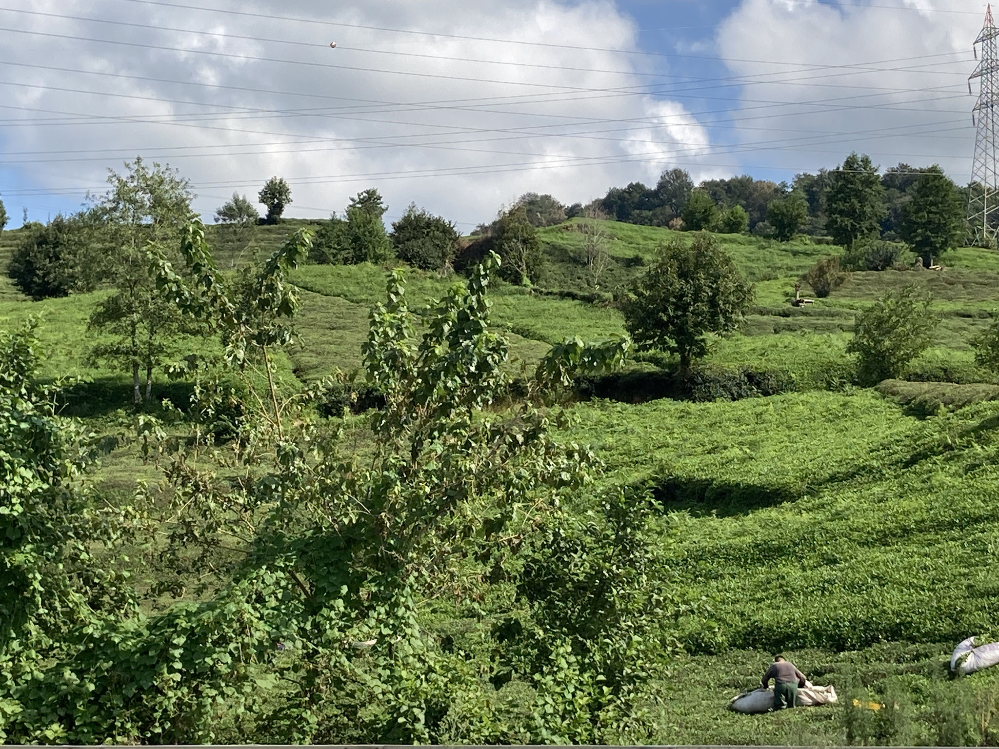 Umgebung von Rize mit Teeplantagen