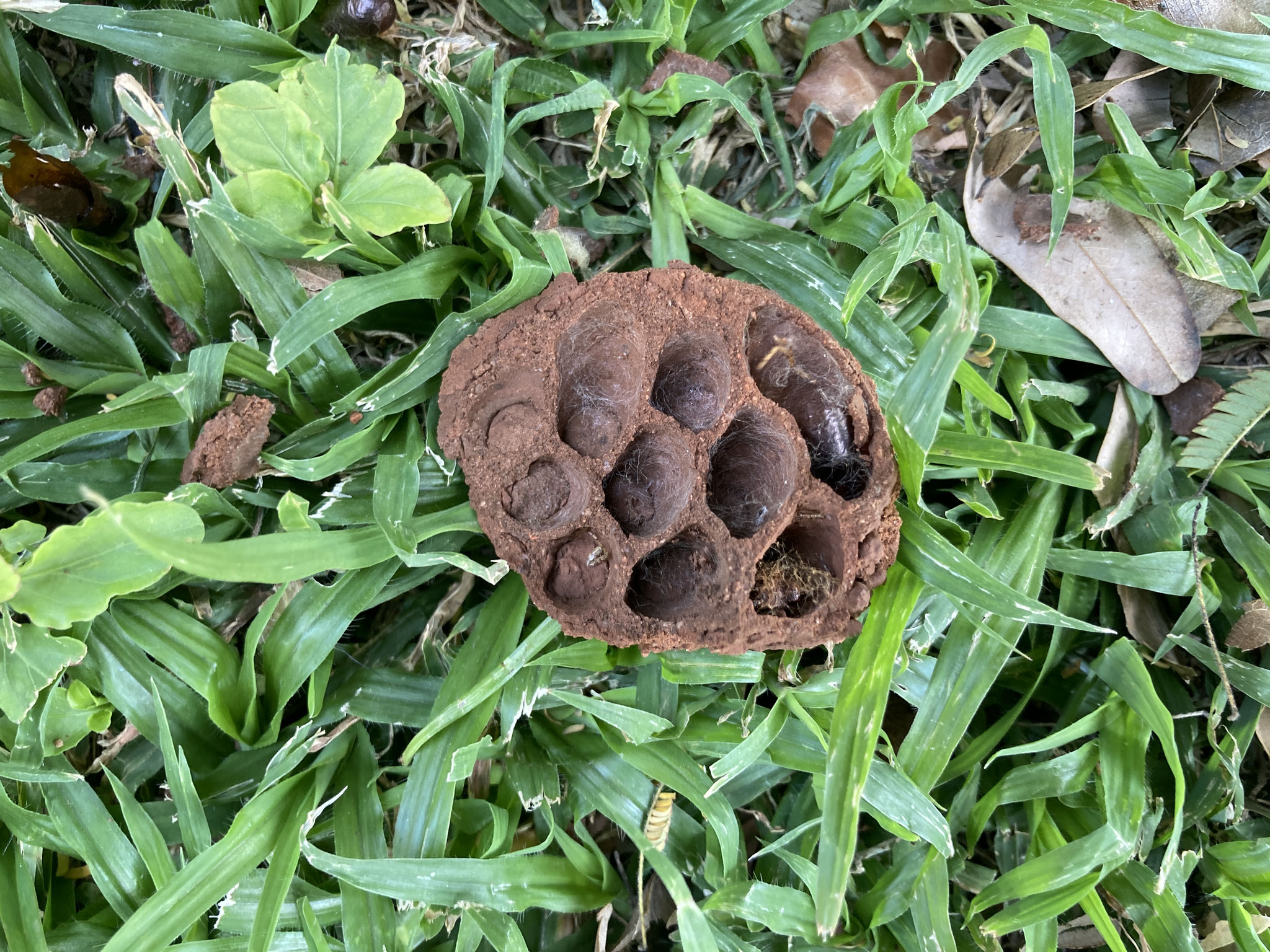 Insektennest