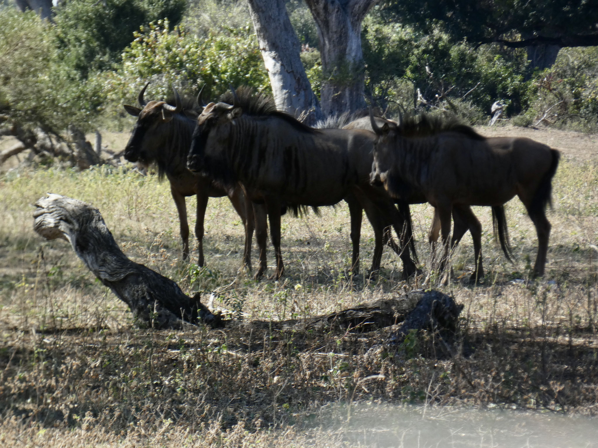 Gnu