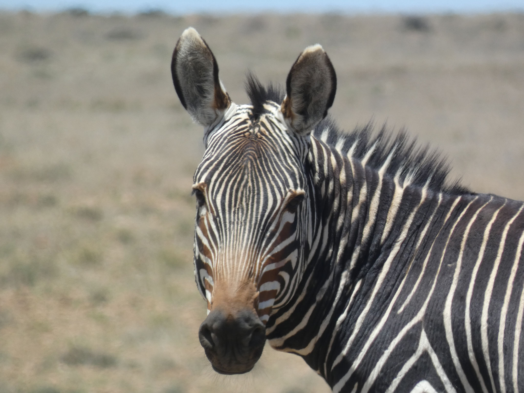 Bergzebra