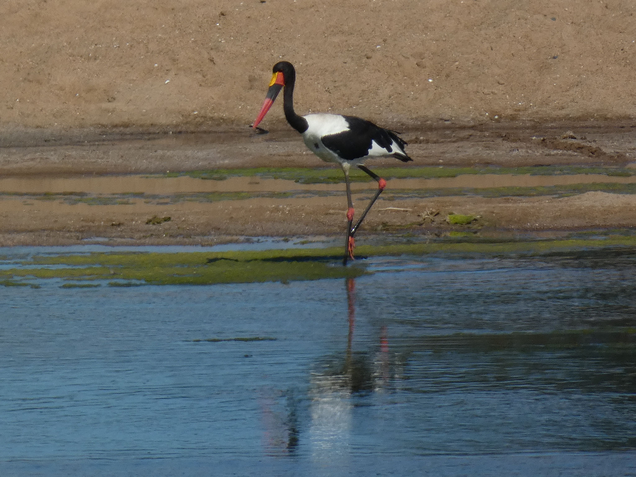 Sattelstorch