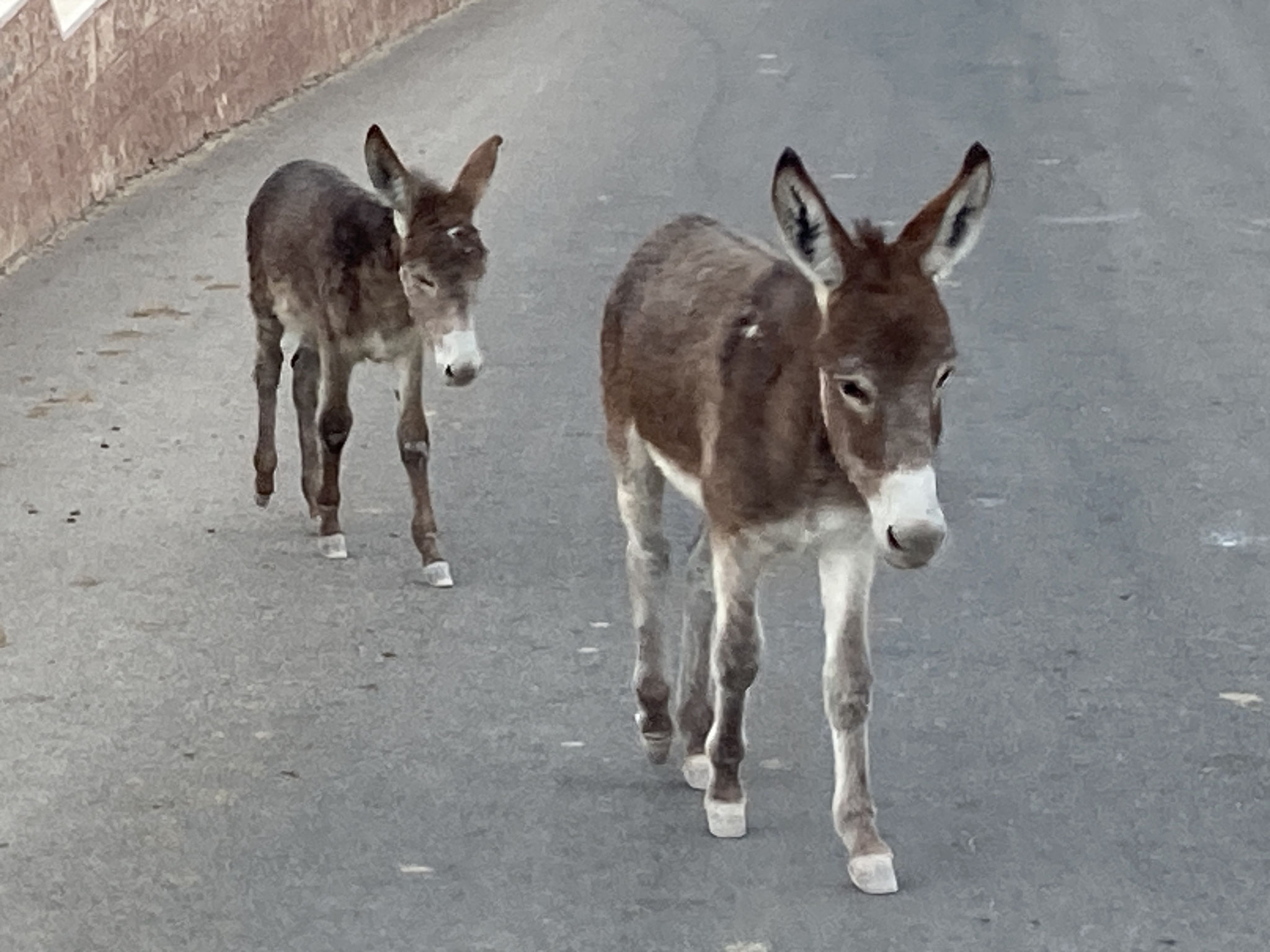 auch Tiere gibt es in Petra