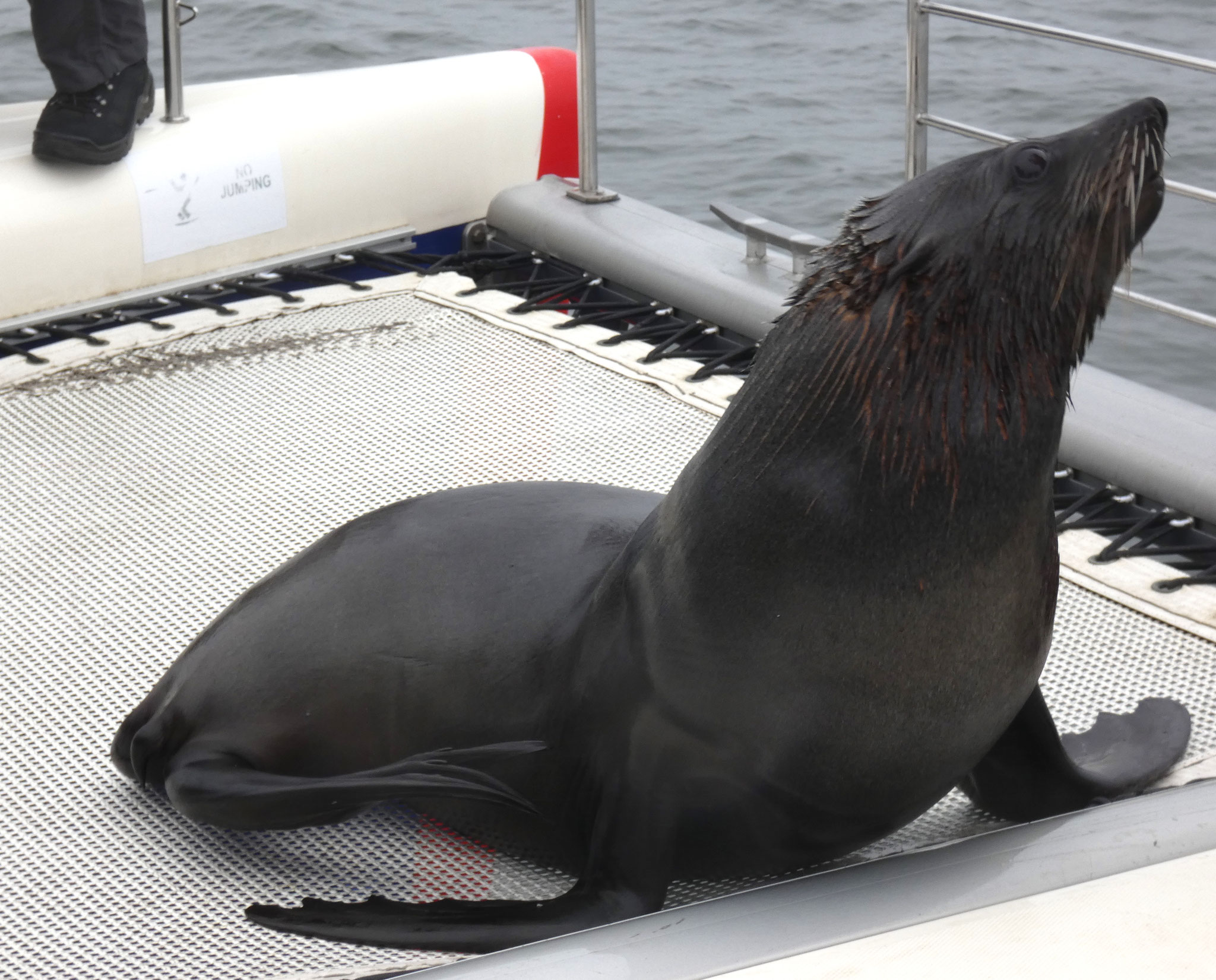 Kappelzrobben auf dem Boot 