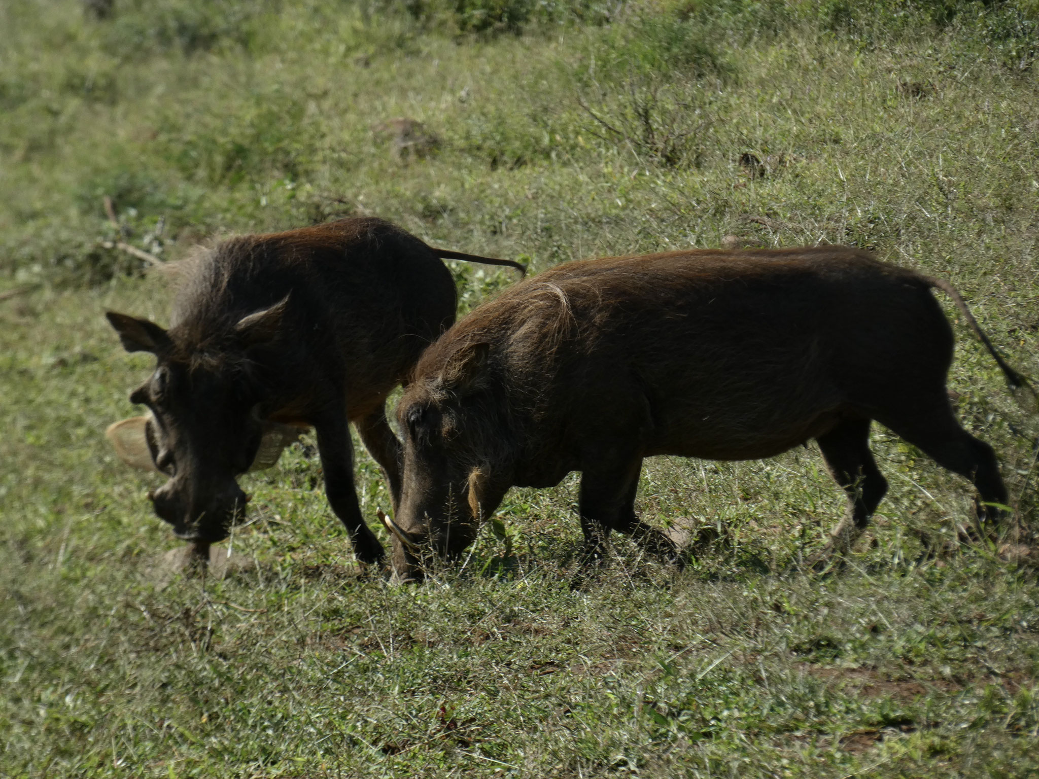 Warzenschwein